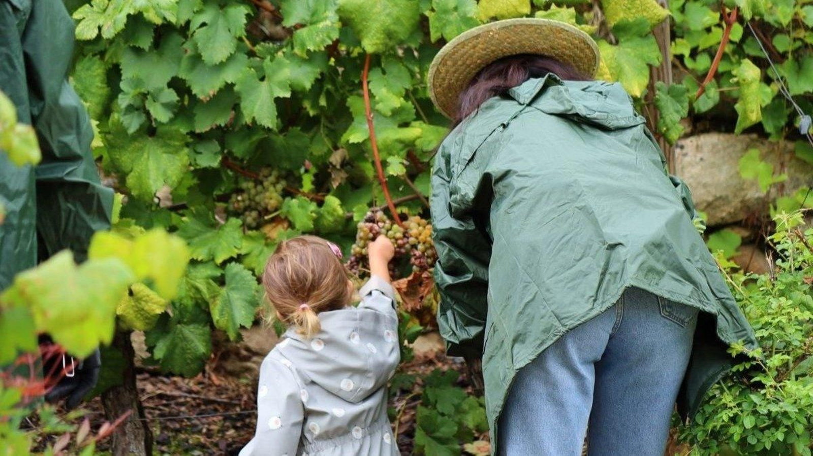 Entre las uvas.