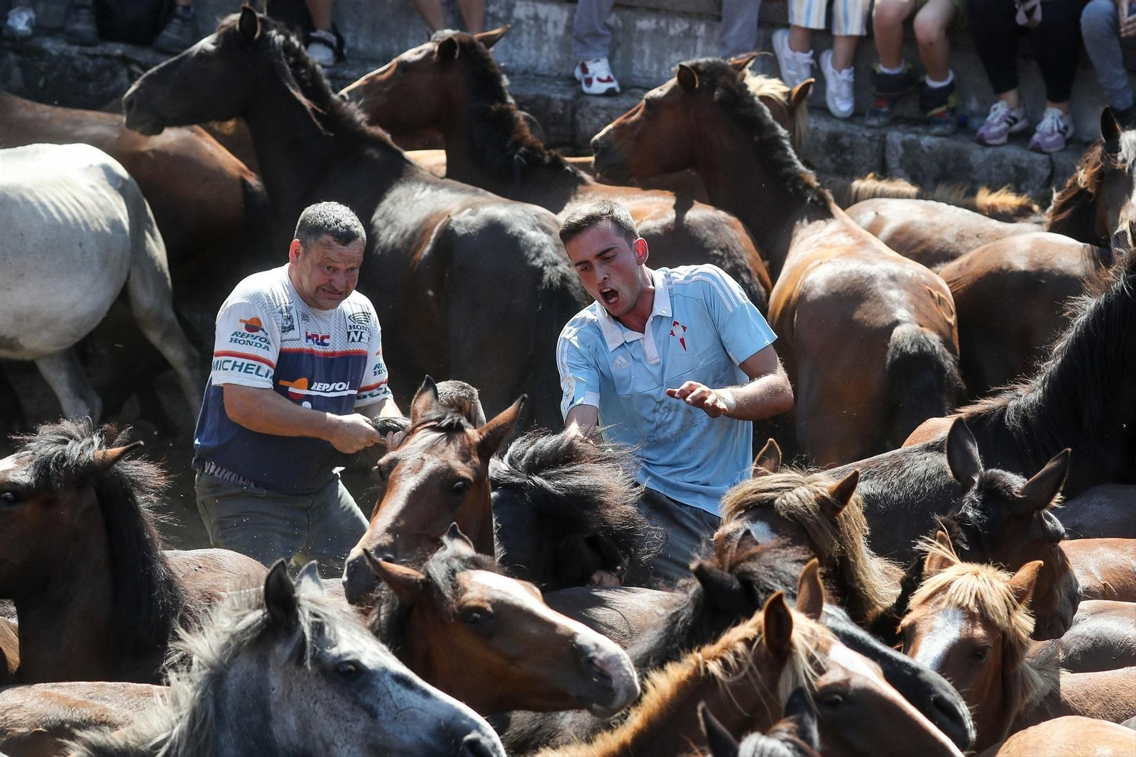 Una Rapa das Bestas de Sabucedo llena de fuerza, tradición y emoción, en fotos