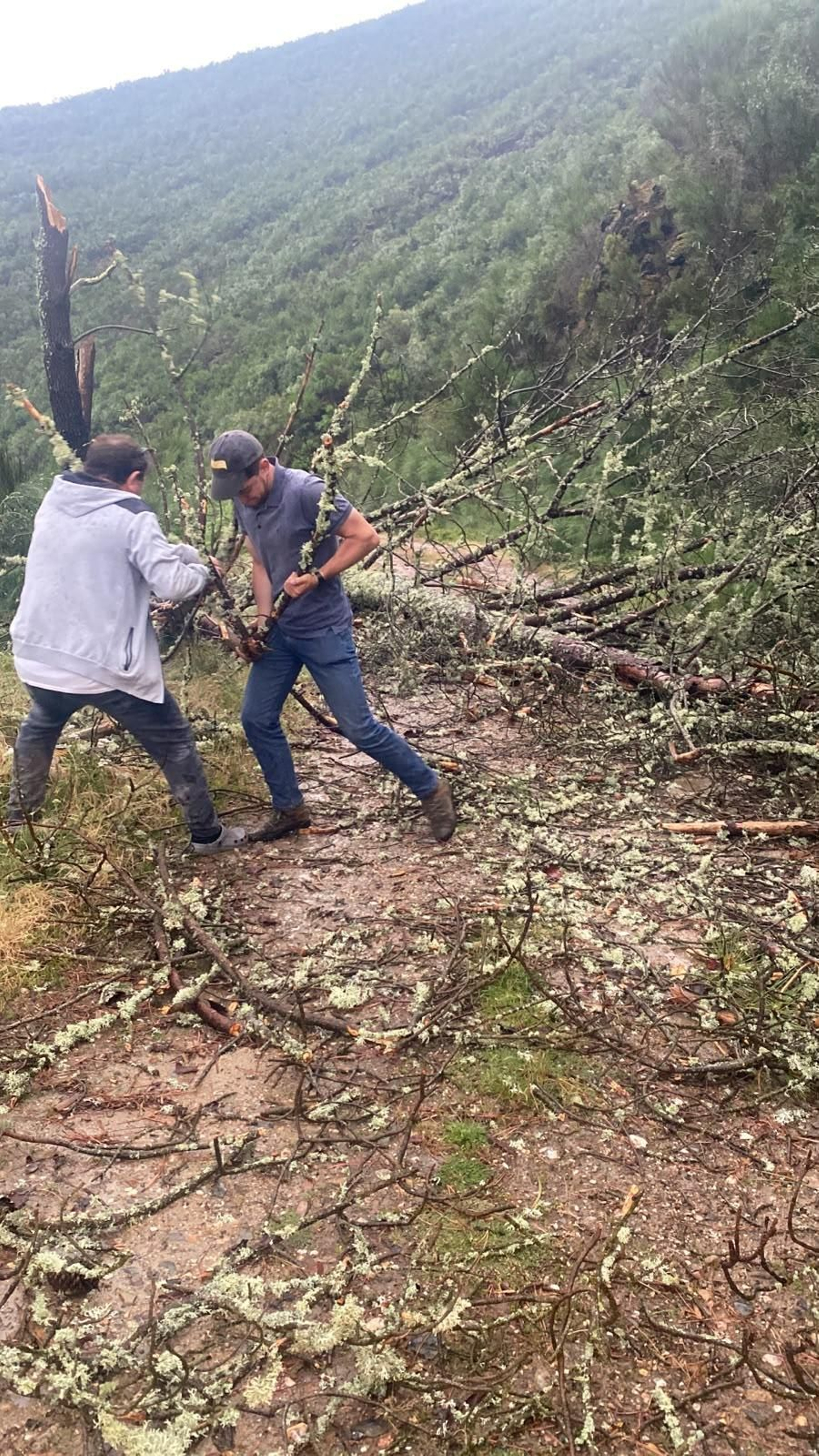 Pista entre Bembibre y Pradocabalos cortada por la caída de un árbol. Voluntarios que iban a ayudar a Pradocabalos están intentando retirarlo.