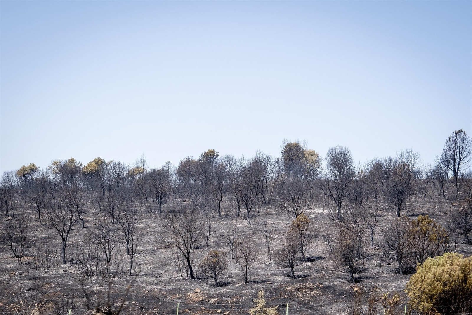 Galería | Madrid vive el incendio forestal más grande de su historia bajo un gran manto de humo