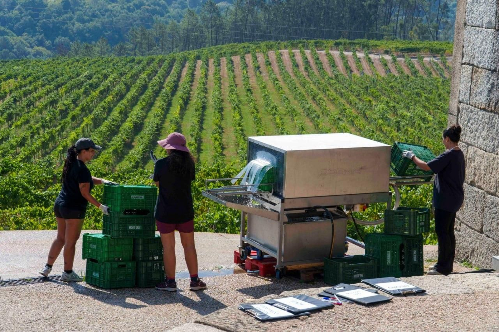 Galería | El calor adelanta la vendimia en las Rías Baixas
