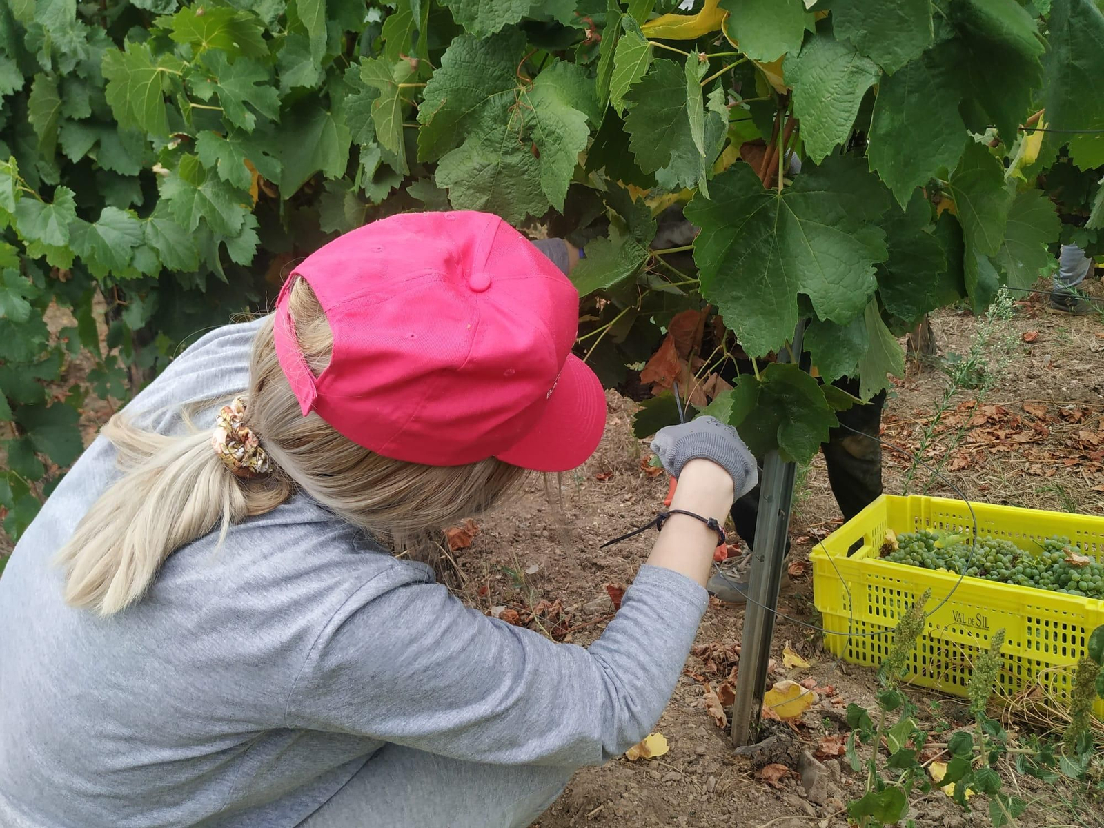 Empieza la vendimia en Valdeorras