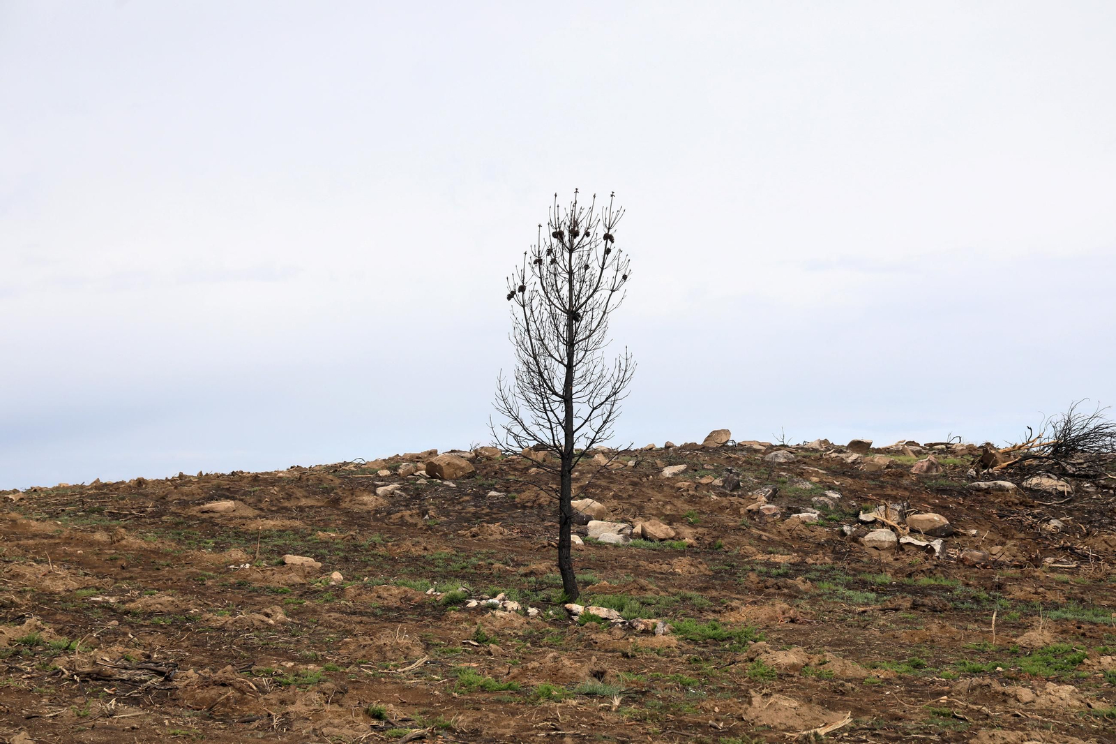 Galería | Numerosos niños reforestan A Caridade tras los incendios del pasado agosto