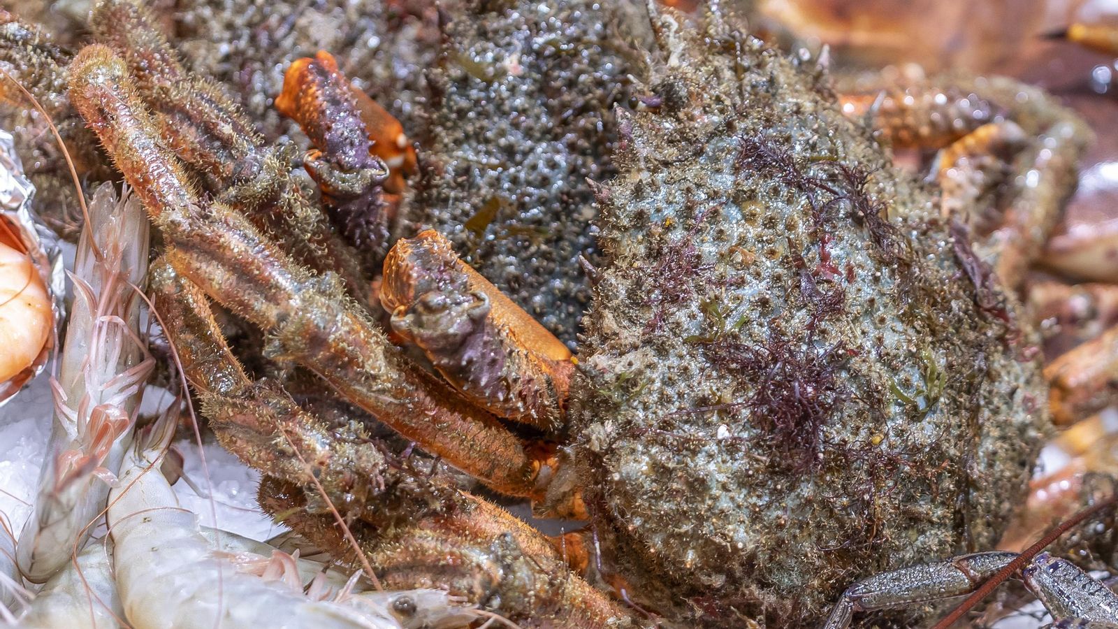 Imagen de una  centolla