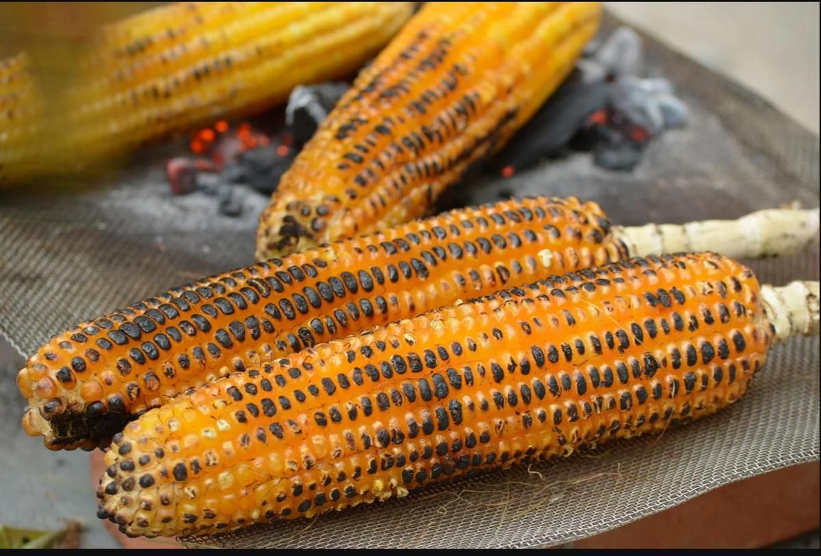 El maíz es la base de todo. A pesar de la grandísima extensión del país, bañado por los océanos Atlántico y Pacífico, toda la variedad de platos cuenta con este ingrediente, bien sea para hacer tortillas, nachos, tacos o incluso asar una mazorca y comérsela así, sin más. Tan importante es que incluso los mayas tenían un Dios del Maíz.