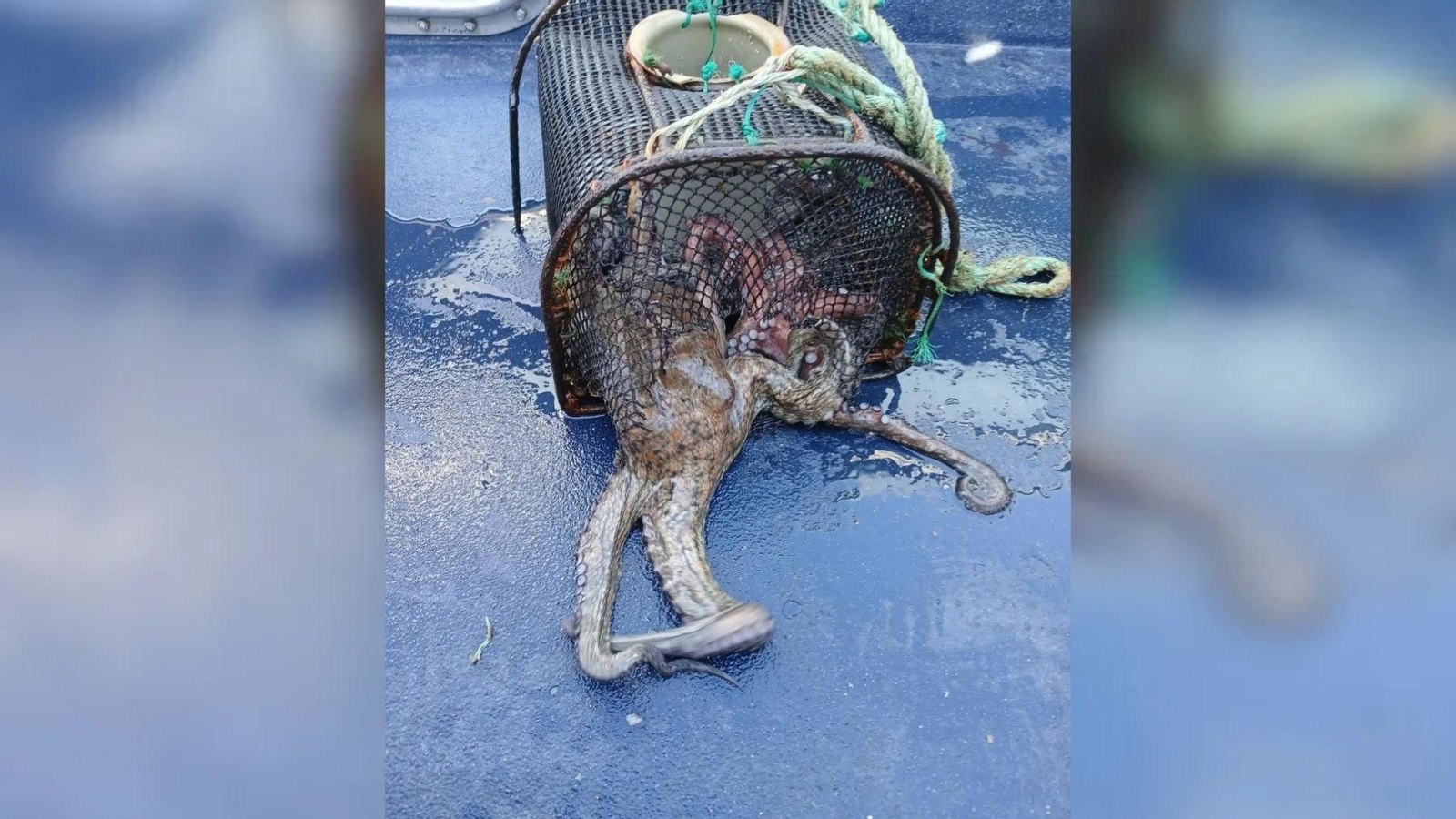 Uno de los decomisos de pulpo.