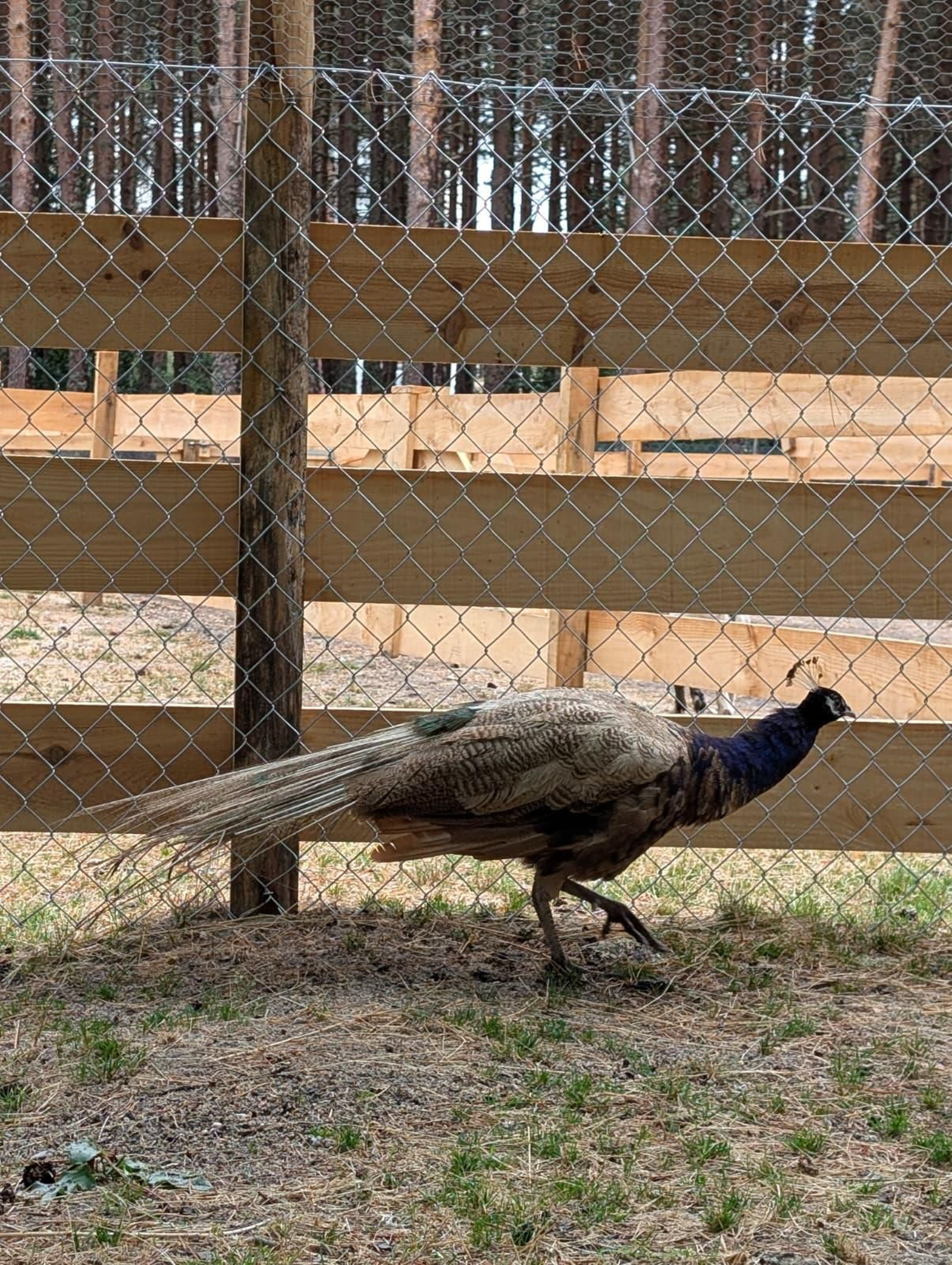 Galería | Gallinas, pavos reales y cabras enanas: los peculiares compañeros de la granja escuela de Manzaneda