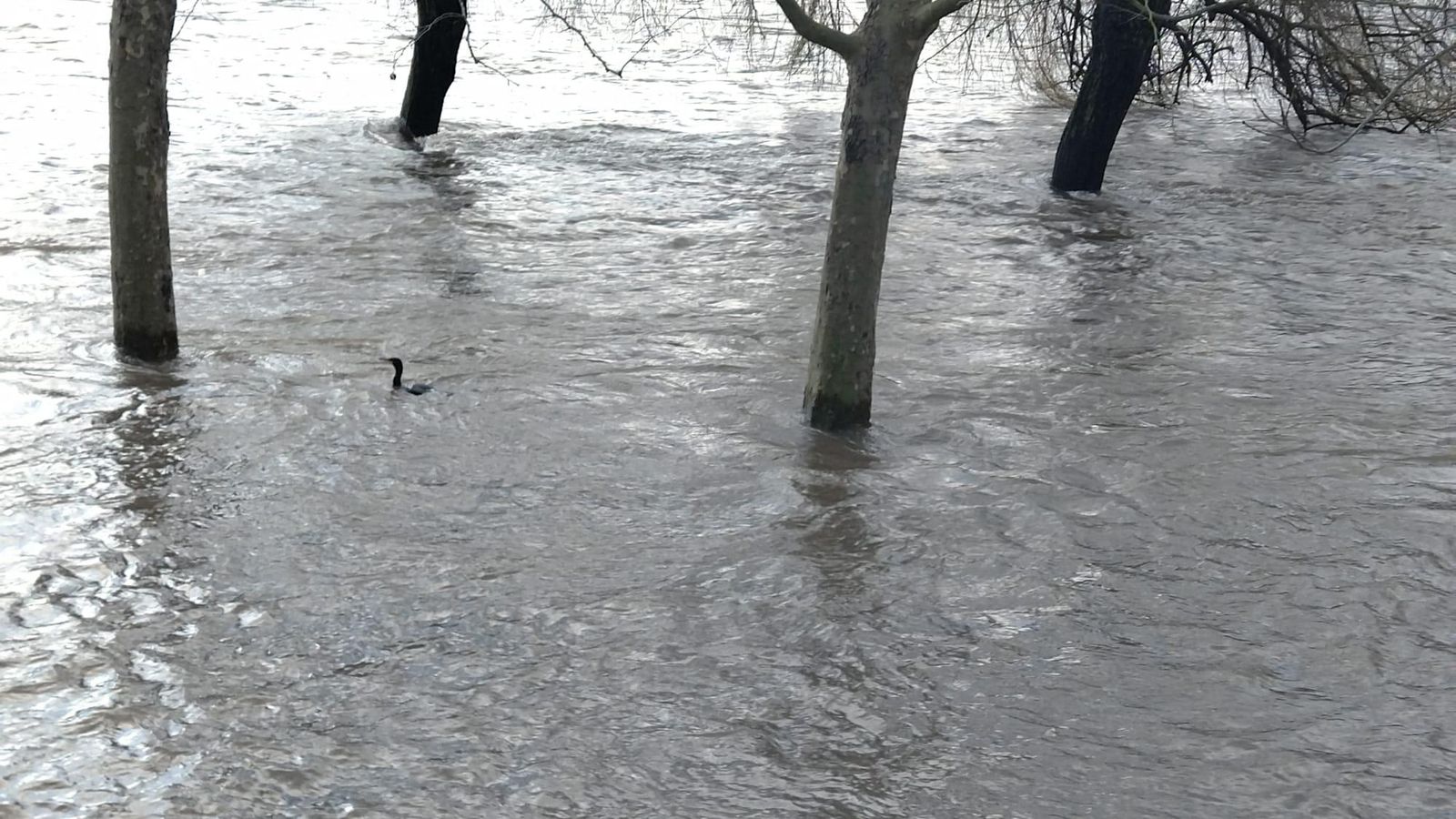 Cromorán en la playa fluvial del Sil, en O Barco