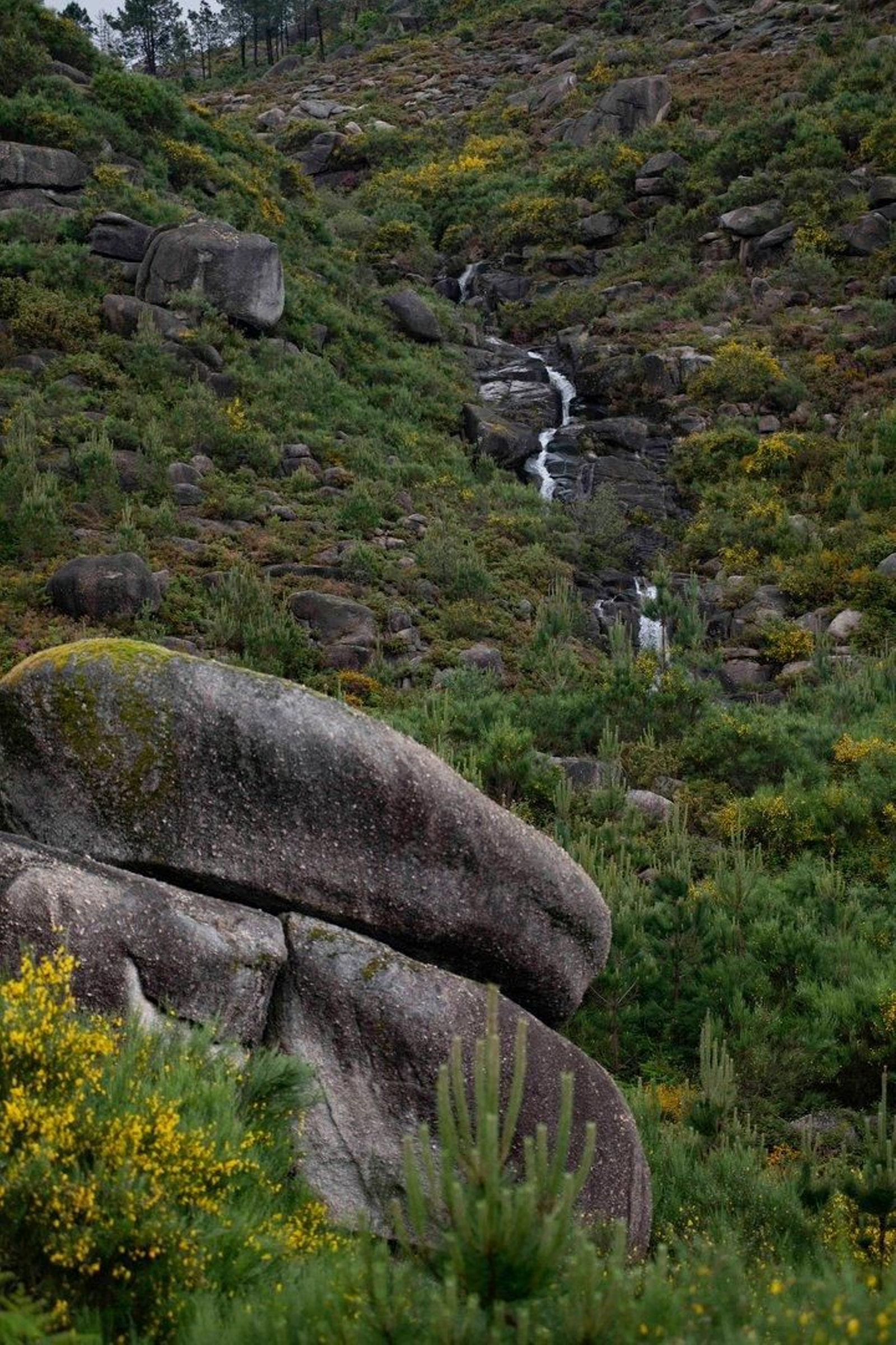 Olelas lleno de fauna y flora