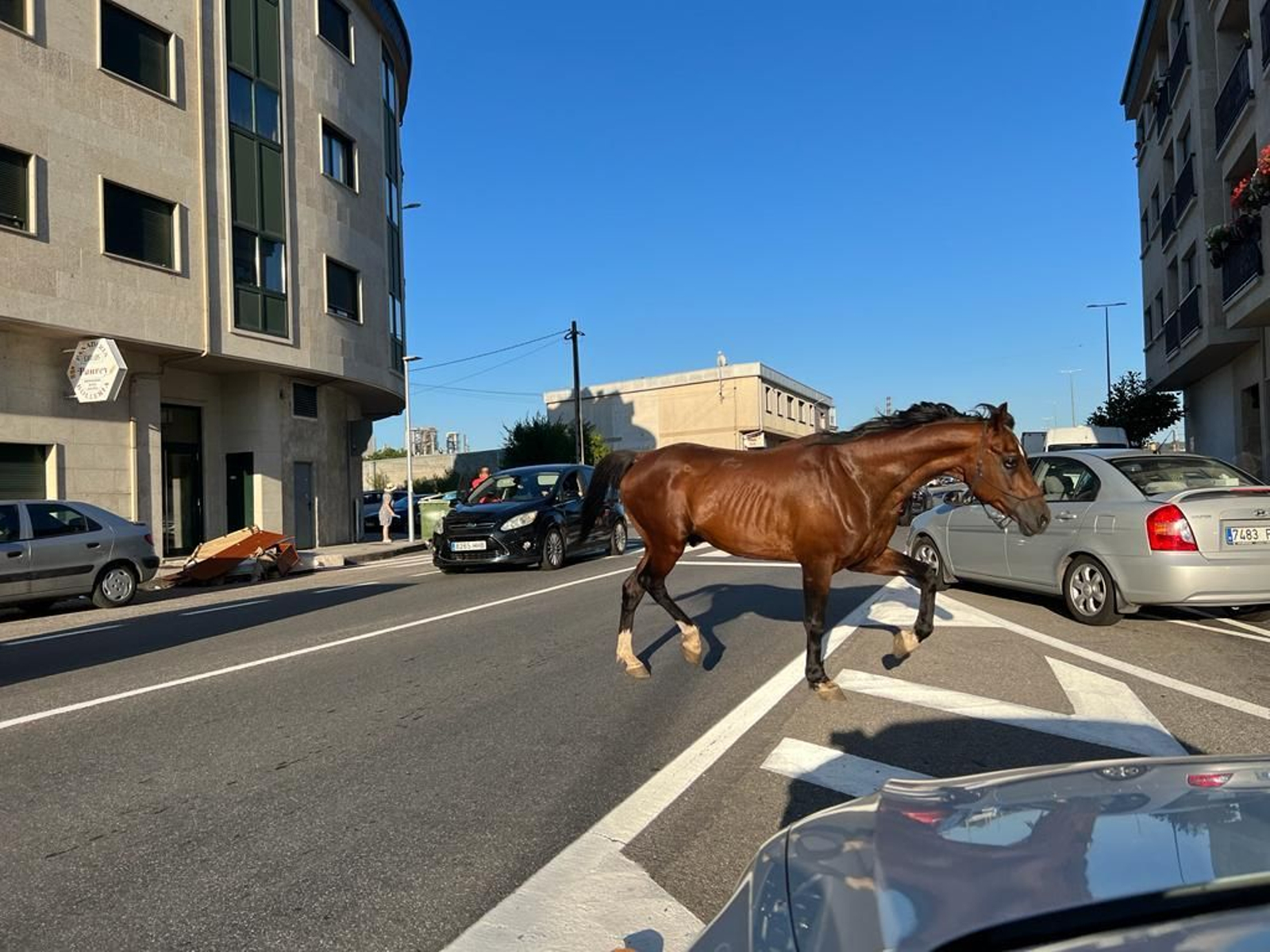 Caballo en San Cibrao