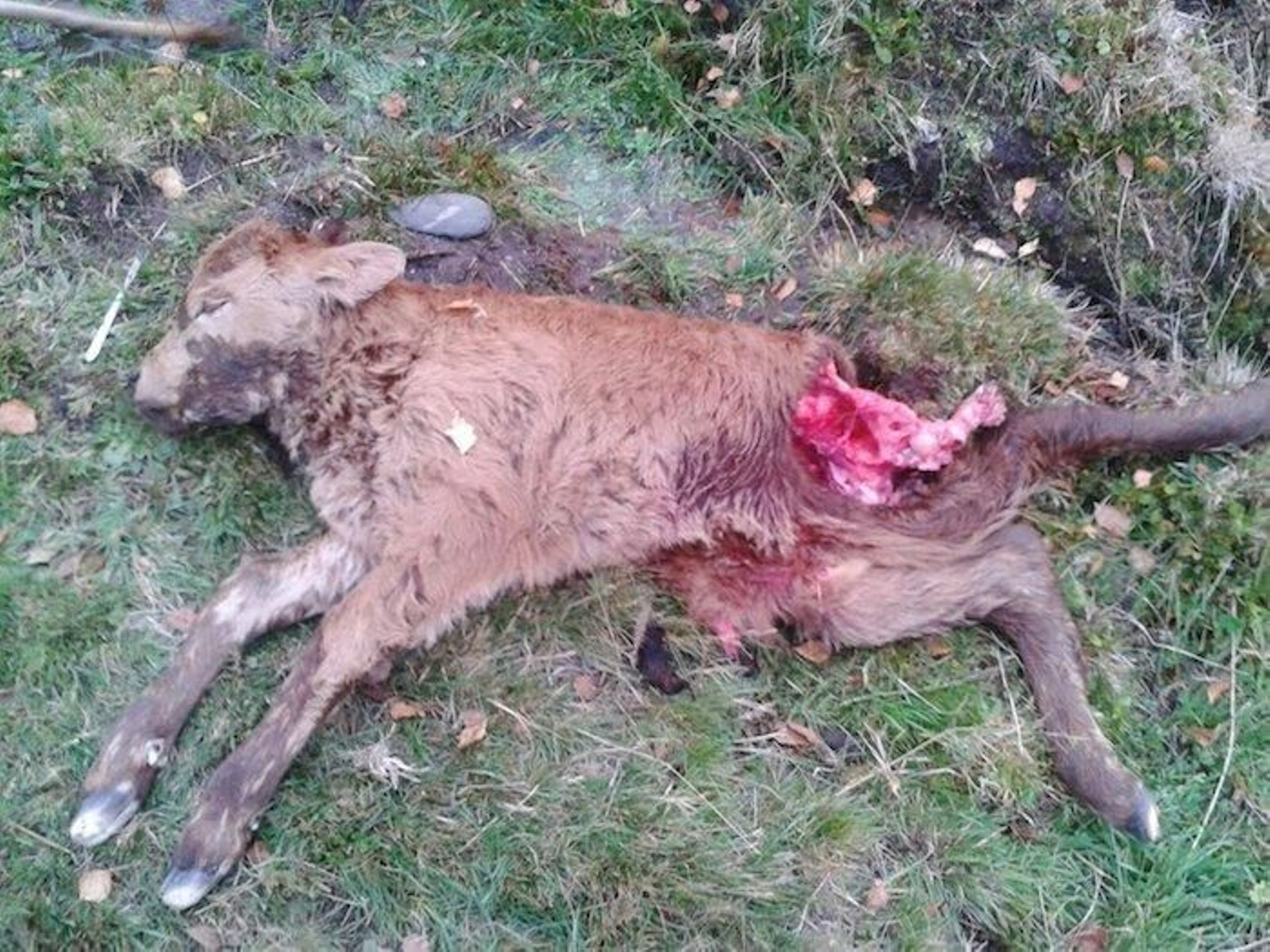 Becerro muerto en un ataque de lobos, en el Macizo Central.