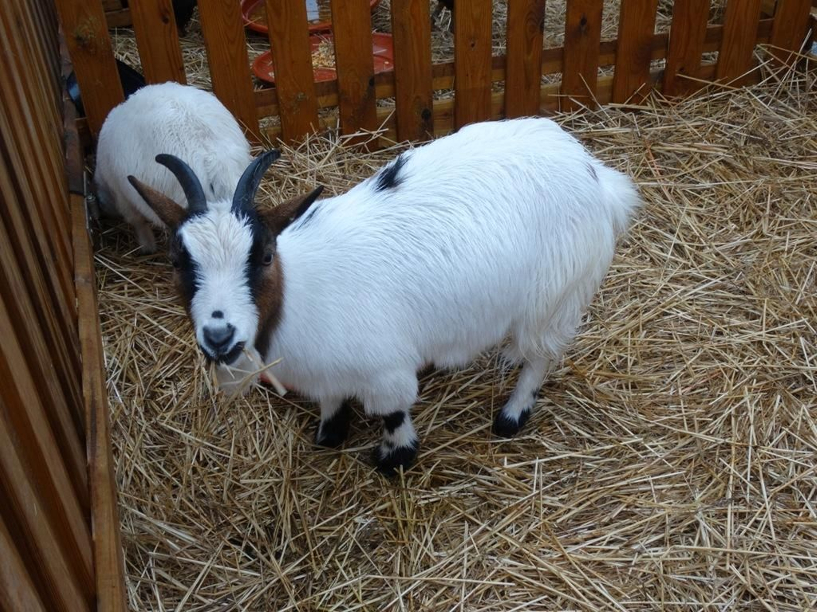 82ARRIBADA 2014 - Carlos Costas