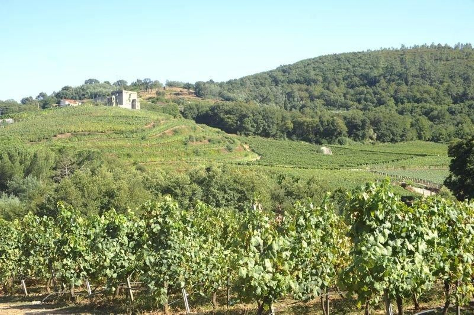 Una de las plantaciones de viñedo de la Denominación de Origen Ribeiro. (MARTIÑO PINAL)