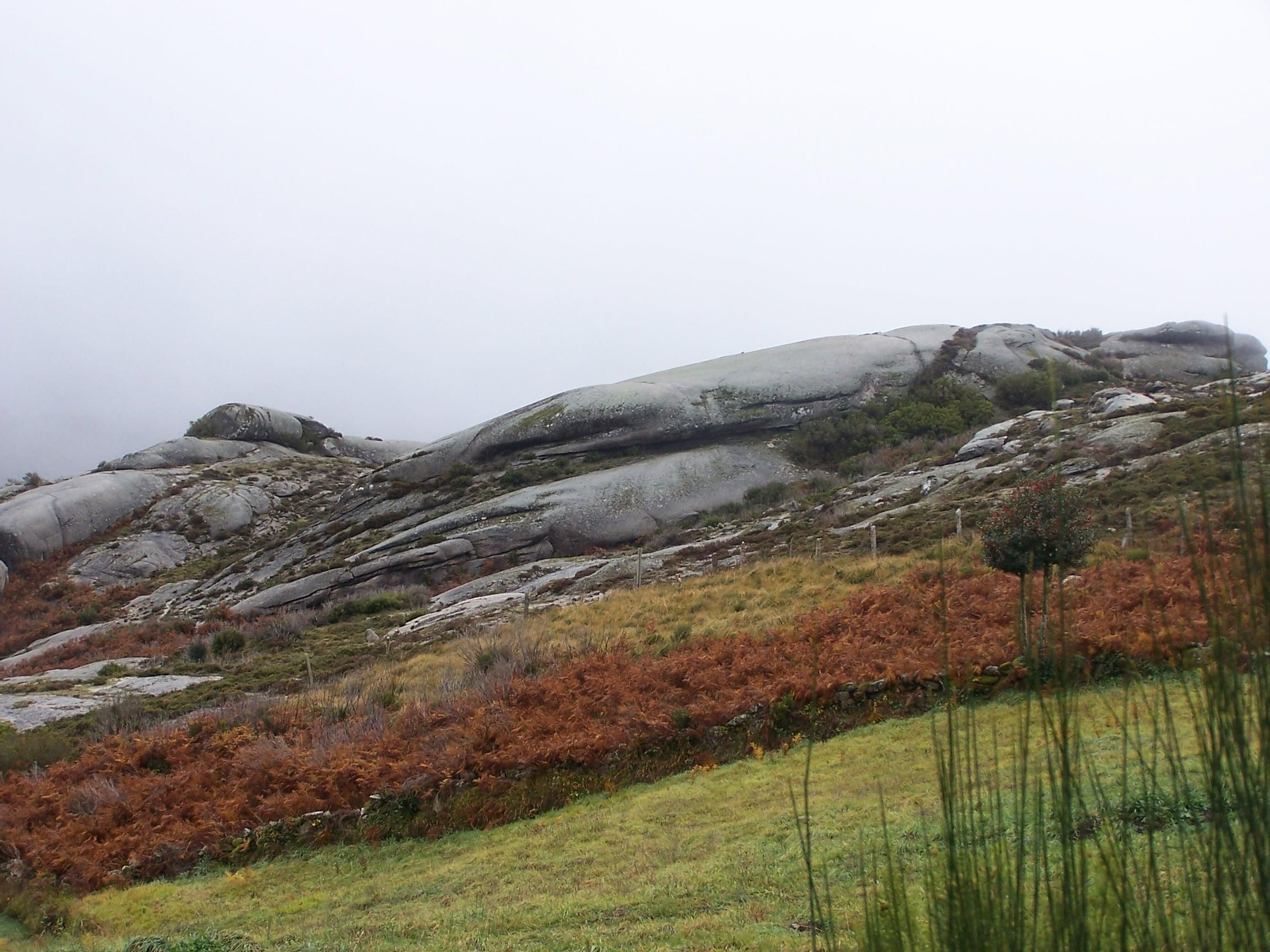 Dorso de balea