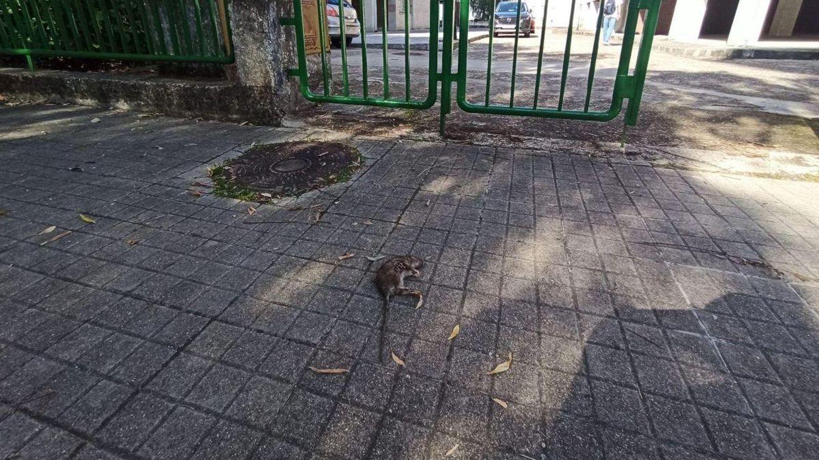 Ratas en las calles de Ourense