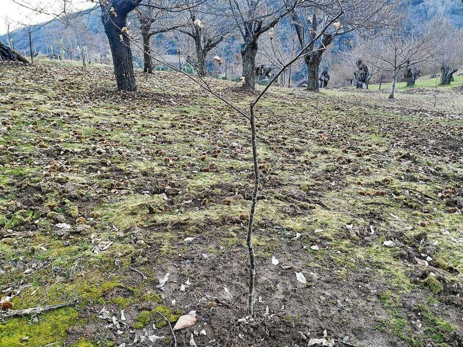 Castaños plantados en un soto de O Barco de Valdeorras. J.C