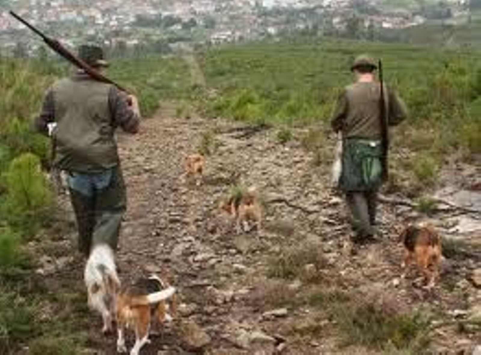 Caza con perros, una actividad que se da en zonas libres