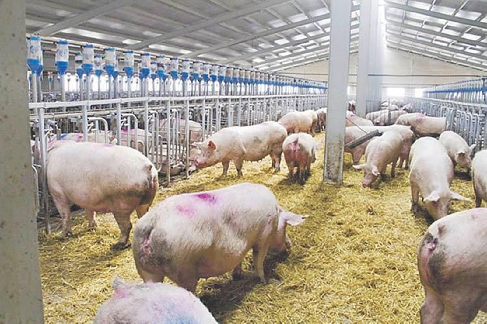 Varios ejemplares de cerdo en el interior de una granja.