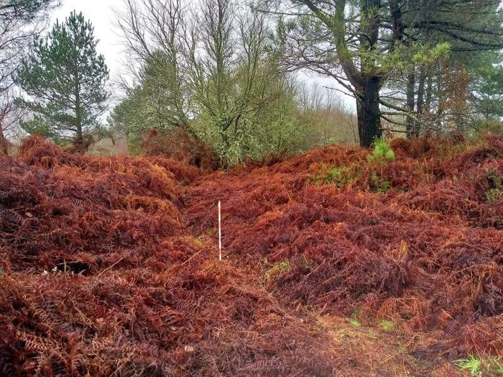 La densa vegetación impide ver el tramo de vía, que el arqueólogo ha localizado en Nigueiroá.