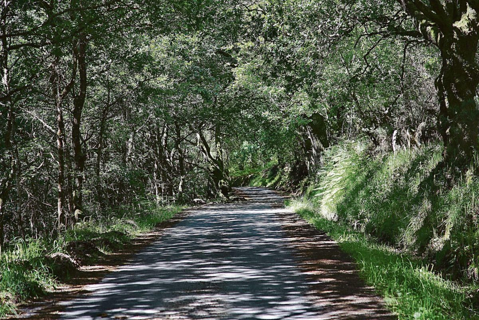 Una carrertera secundaria en Nogueira de Ramuín sepultada por todos los costados por vegetación y maleza