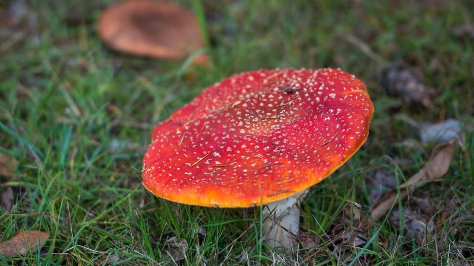 PIÑOR DE CEA (CASARELLOS). 27/11/2017. OURENSE. Setas venenosas comienzan a brotar tras los días de lluvia en la provincia de Ourense. En la foto, hongos de la especie Amanita Muscaria o Falsa Oronja. FOTO: ÓSCAR PINAL