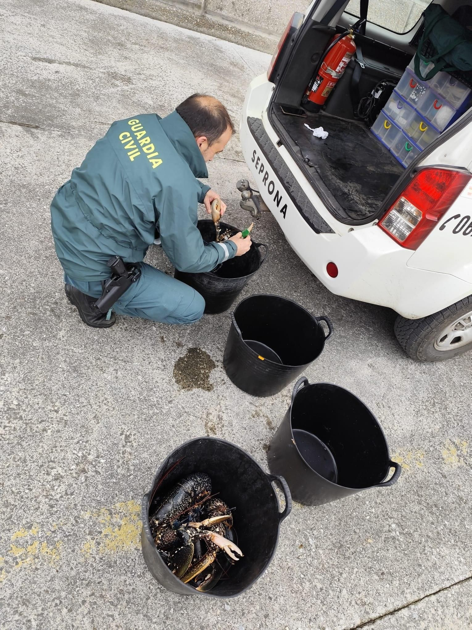 Bogavantes intervenidos.