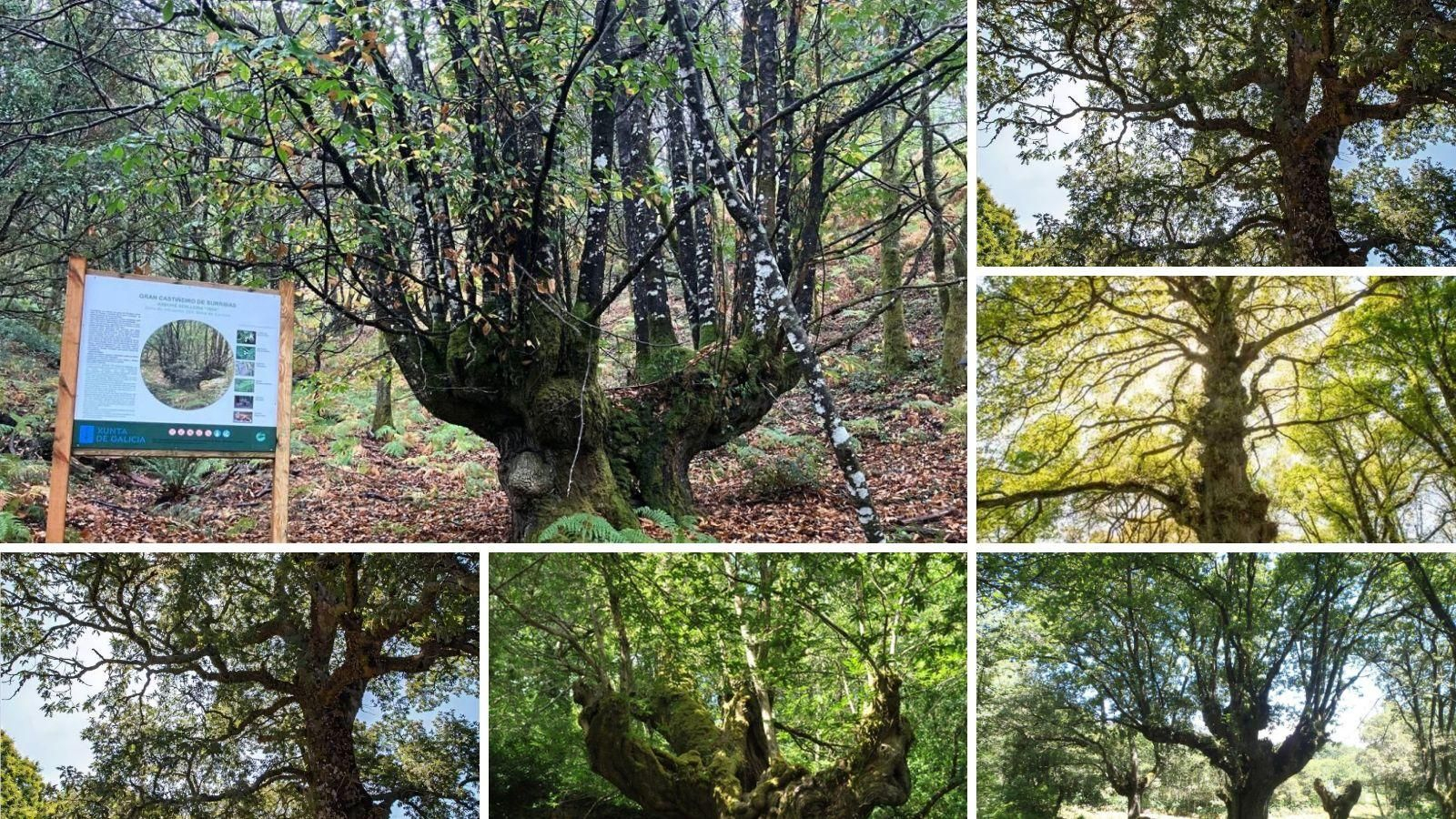 Ourense suma ya 30 árboles senlleiros