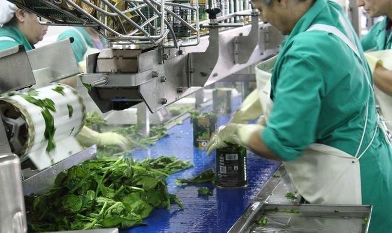 grelos_a_rosaleira_result