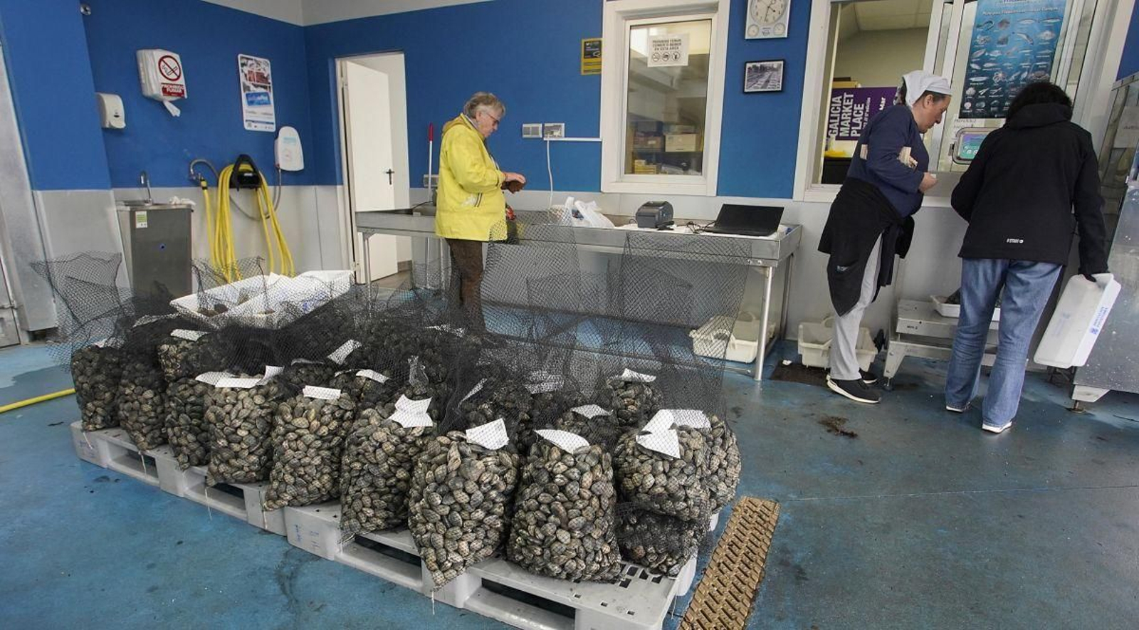 Varios sacos de almejas ayer en la lonja de Cesantes, unas capturas todavía muy escasas.