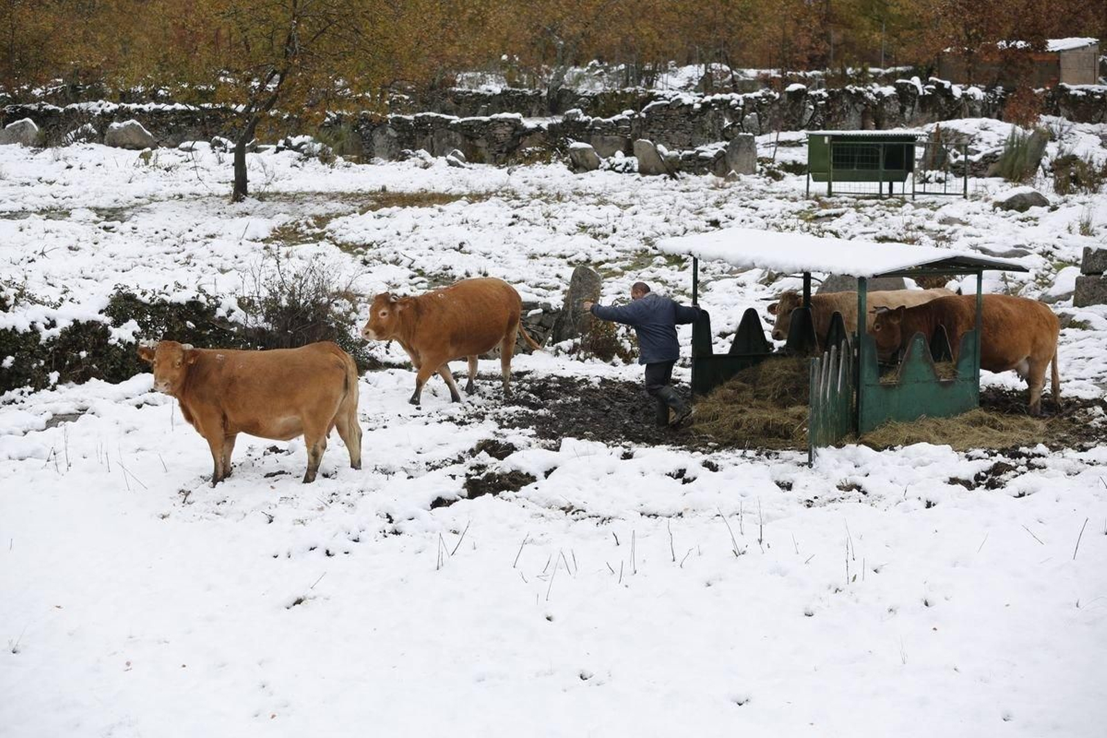 Vilavella (A Mezquita). 14/11/2019. Temporal de nieve y viento en la zona de A Mezquita y A Gudiña. En la foto nieve en O Pereiro, A Mezquita.
Foto: Xesús Fariñas