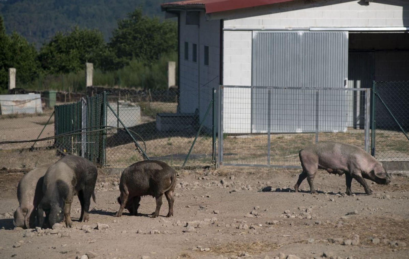 Cuatro ejemplares en la granja de razas autóctonas del Inorde en Armariz (Nogueira de Ramuín)