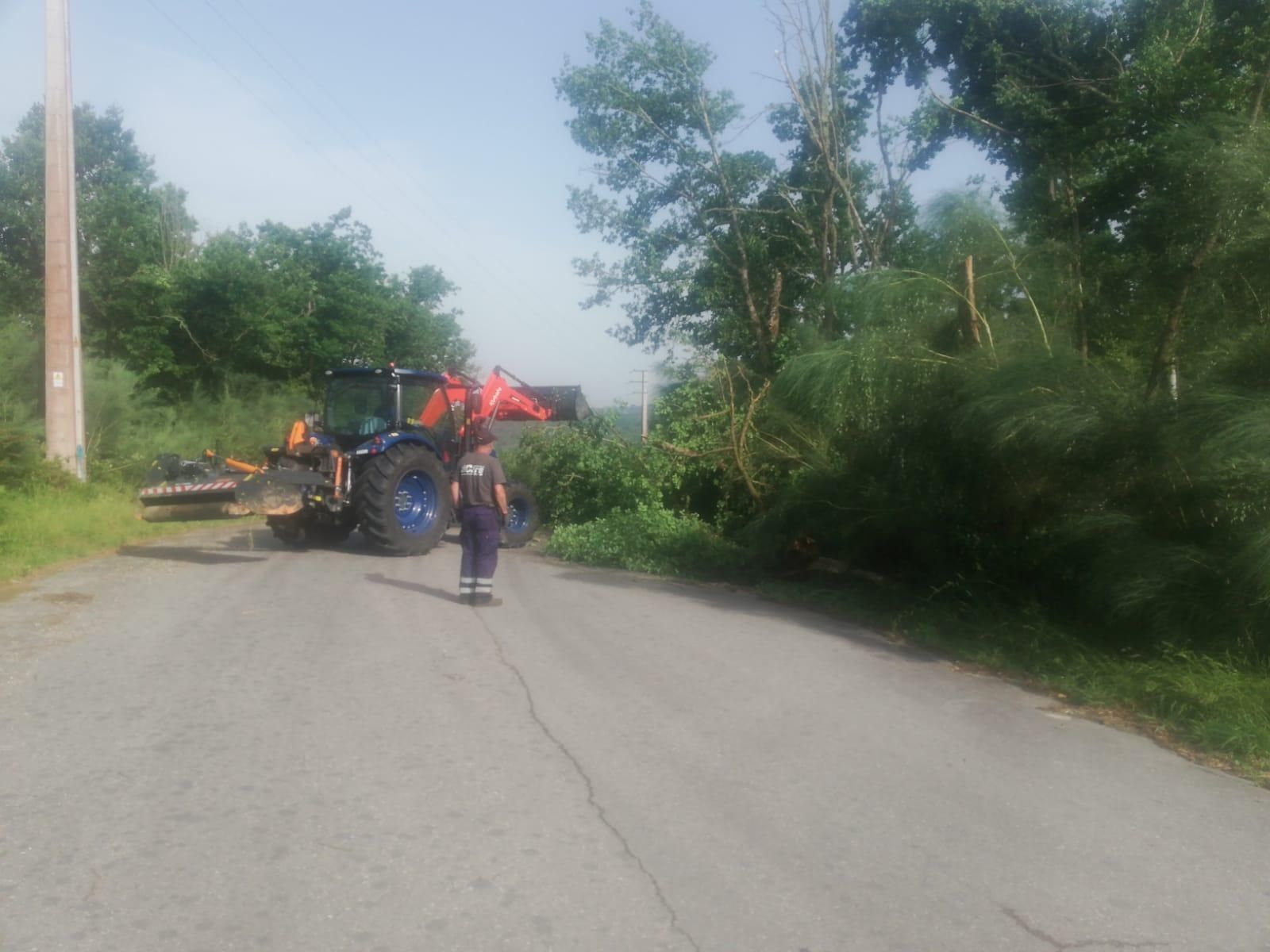 Caída de árboles en Esgos