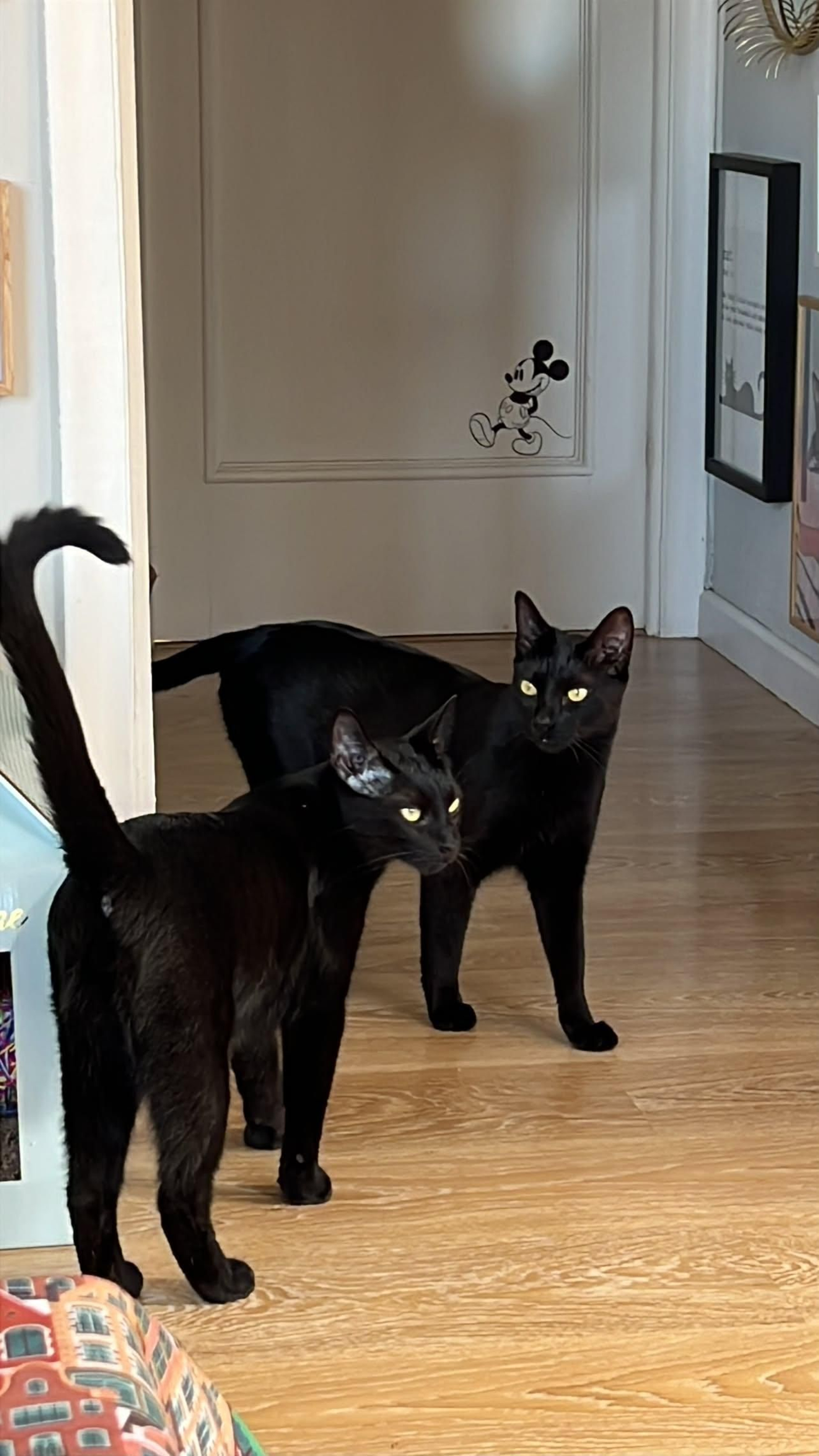 Archie y Gru
