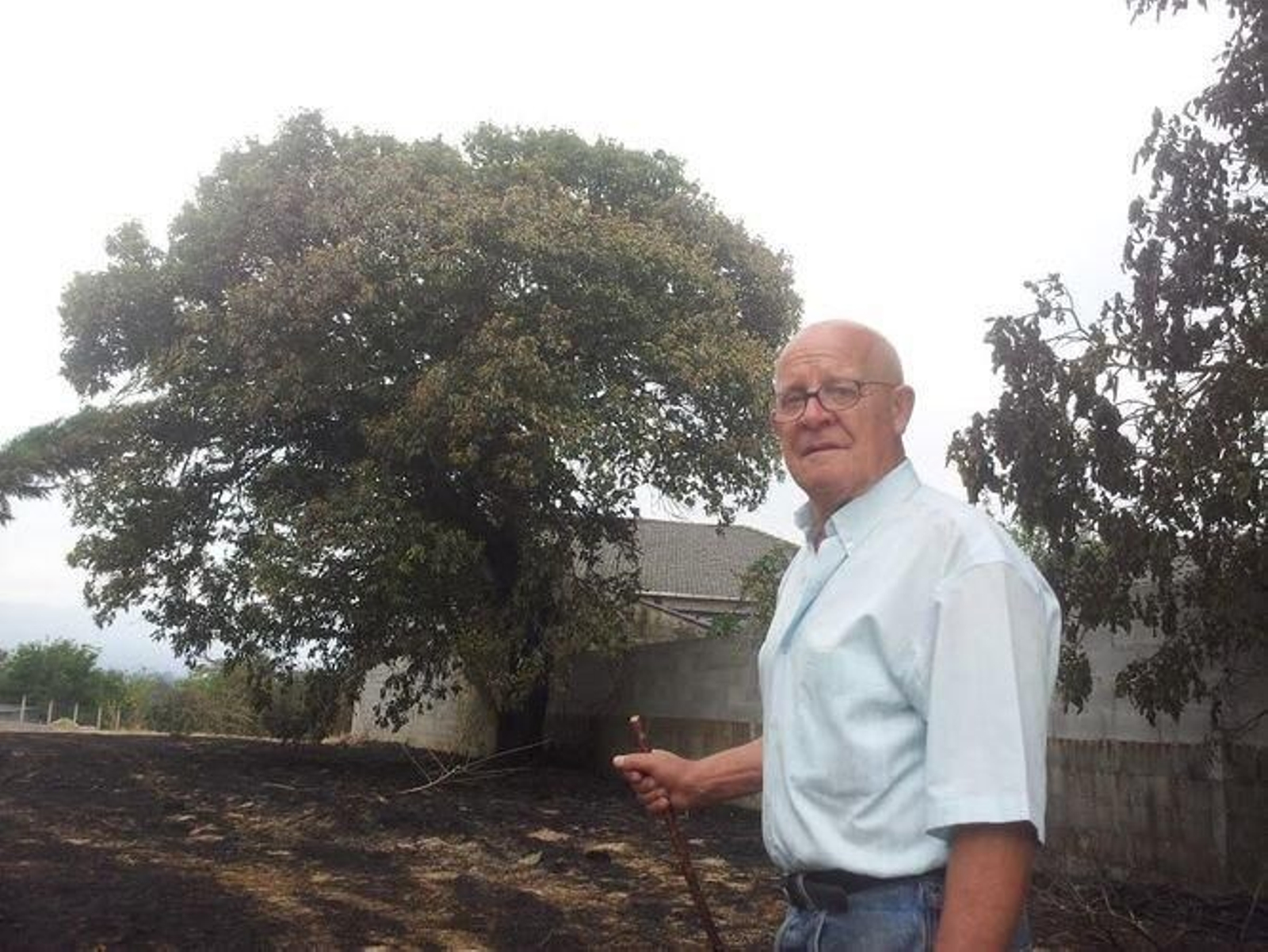 José, ante el castiñeiro que ardió junto a su casa.