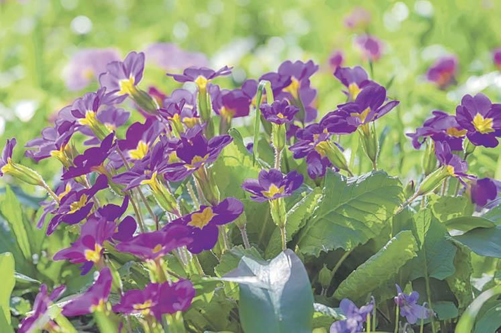 Un grupo de prímulas de color lila en un campo.