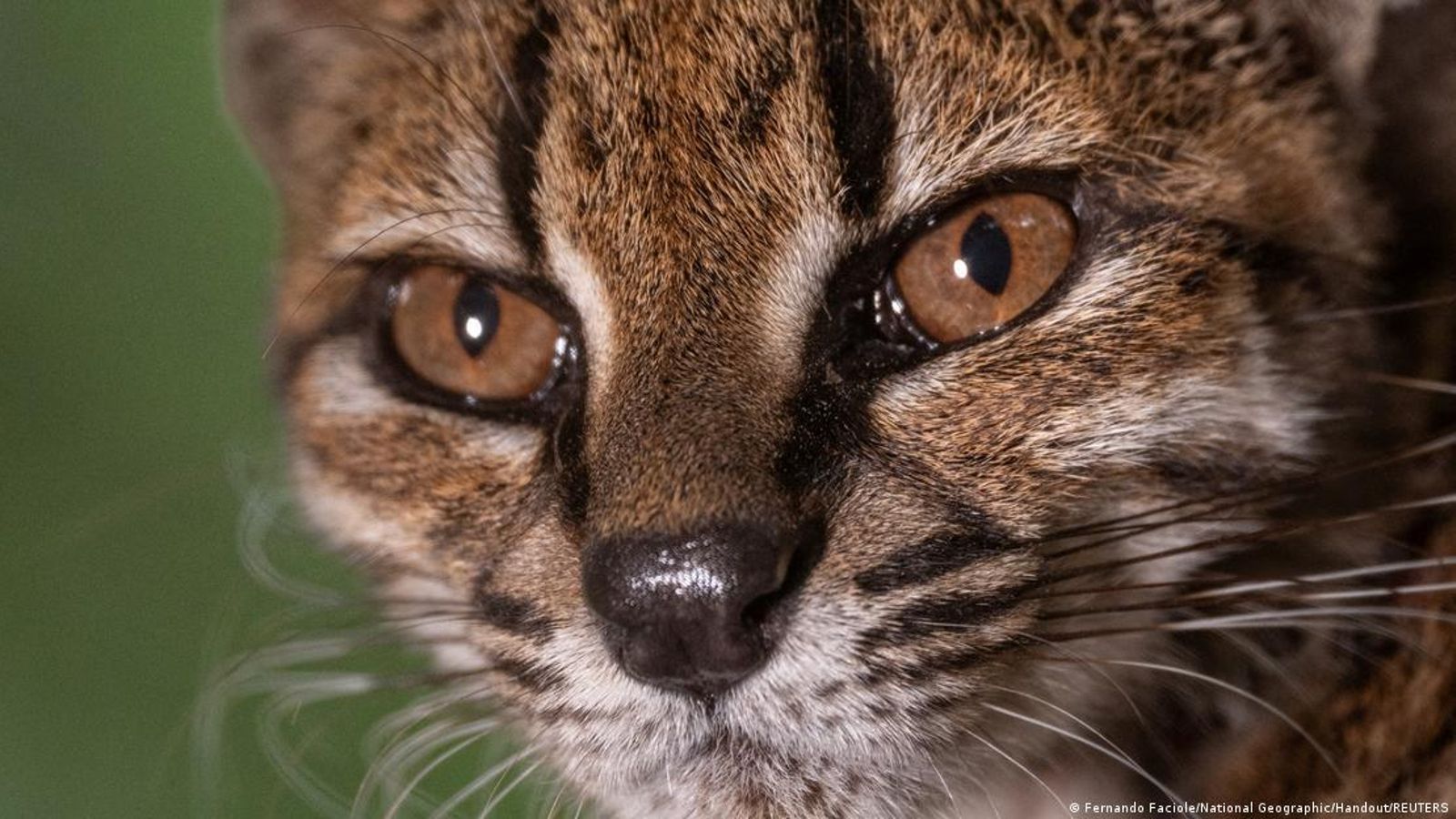 El "Leopardus tilcayo" es una nueva especie de gato salvaje identificada en Bolivia que pesa apenas 1,4 kilos y mide entre 45 y 46 centímetros de longitud.