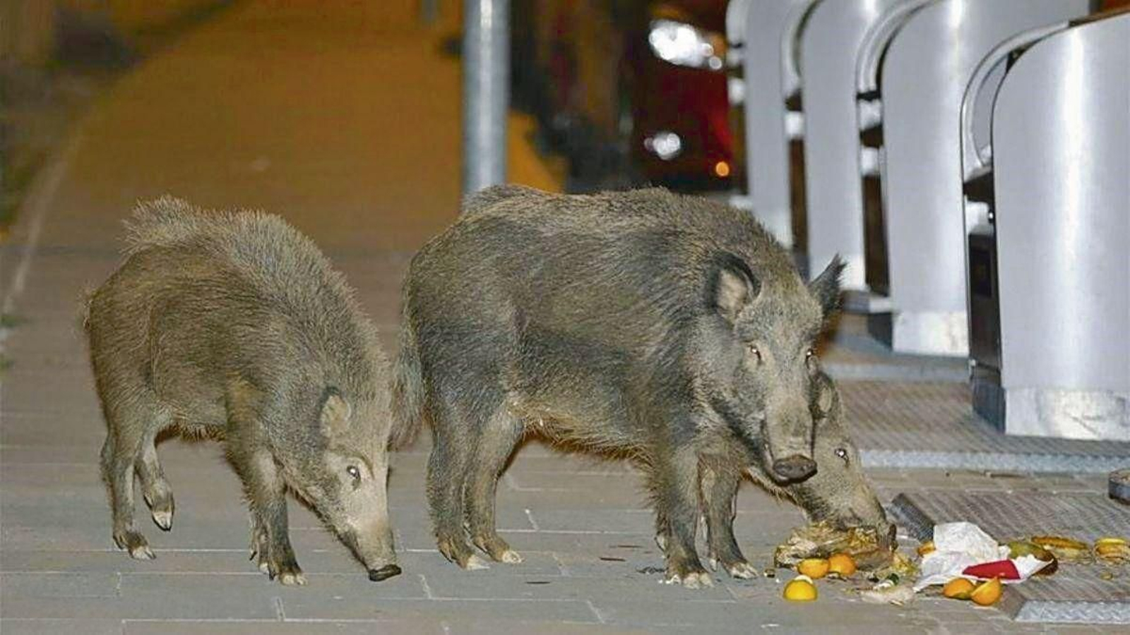Tres jabalíes buscan comida entre la basura de una zona residencial.