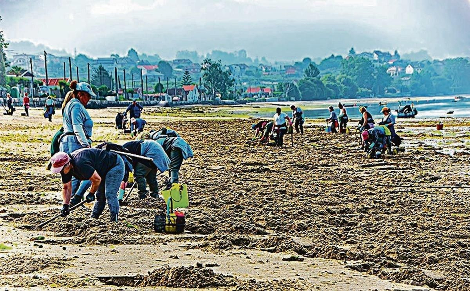 Mariscadoras de a pie de Redondela, un colectivo mayoritariamente femenino.