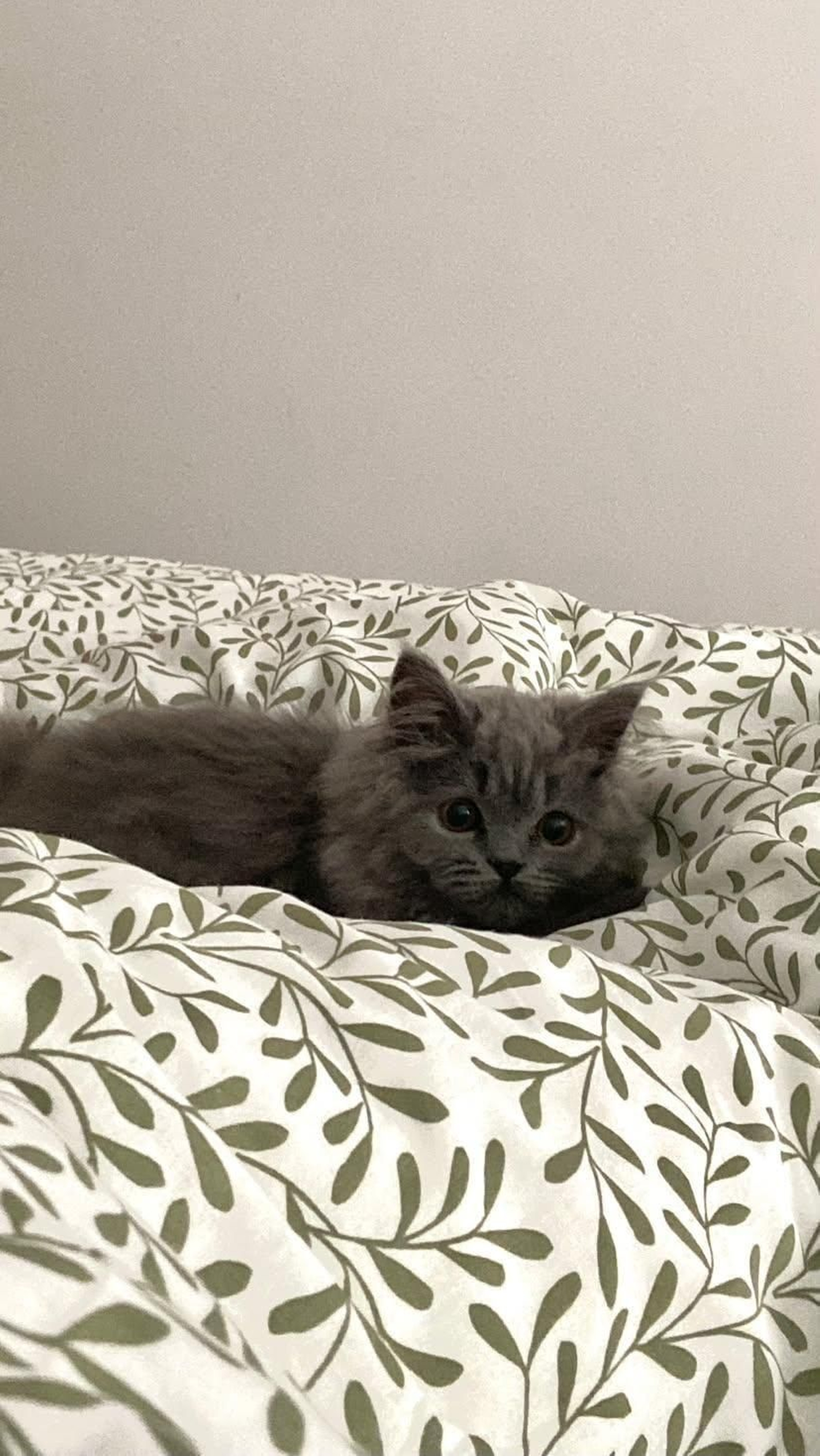 Boris