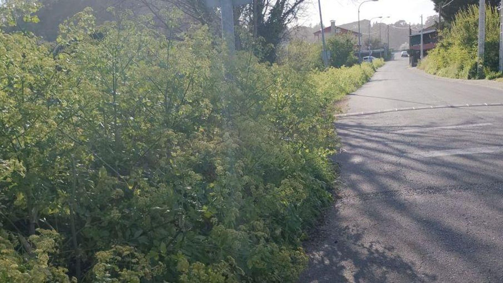 Maleza sin desbrozar en Ourense.