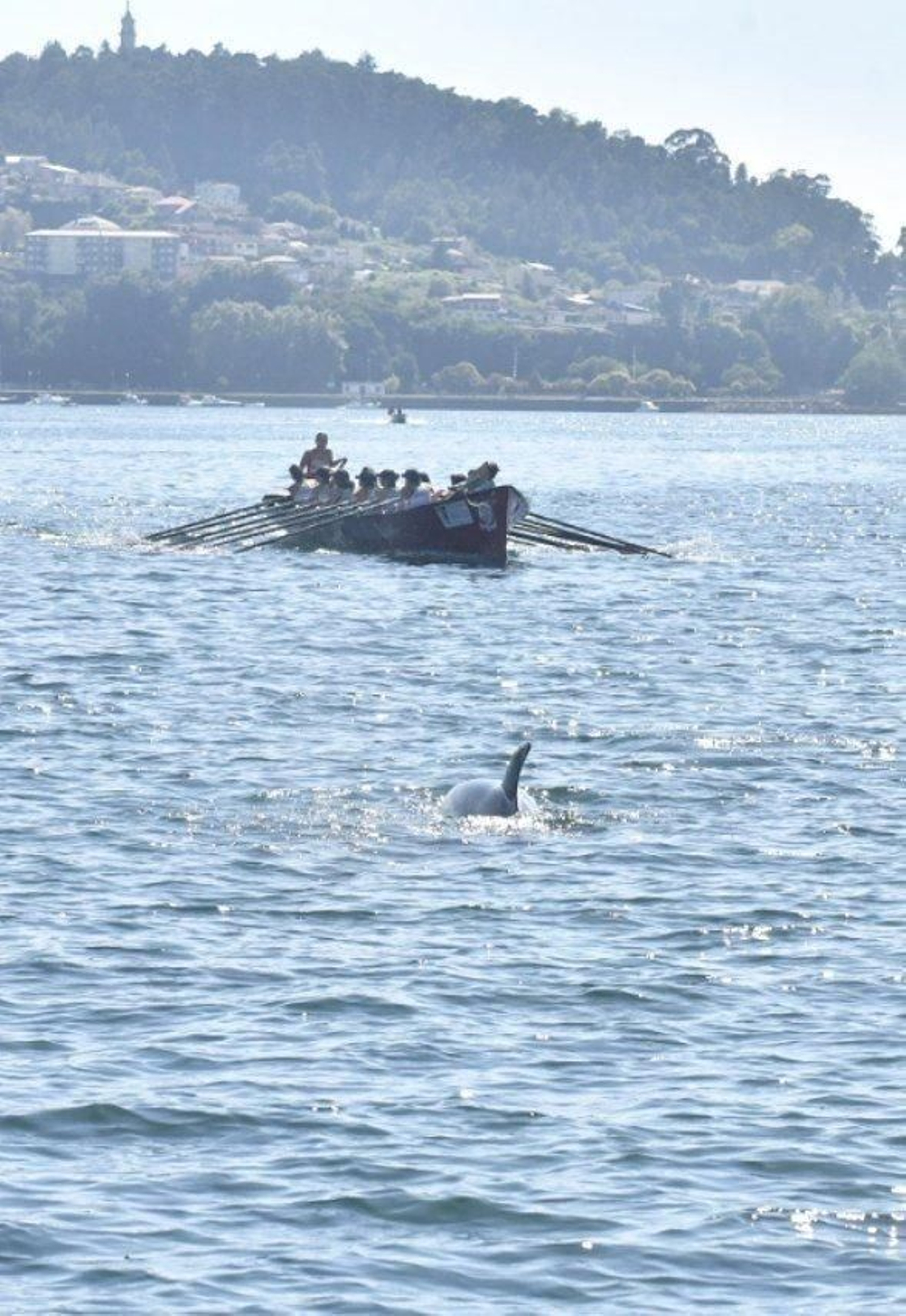 Traiñeiras en Redondela.