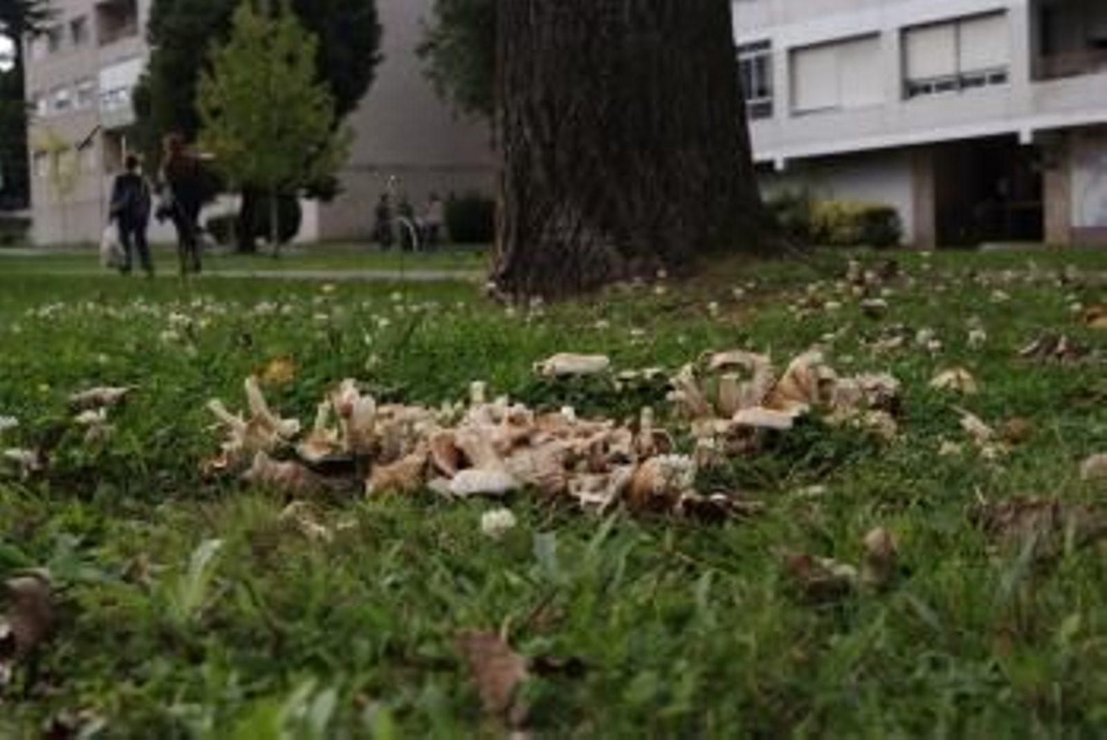 En la avenida Castelao crecen numerosas setas bajo los árboles.