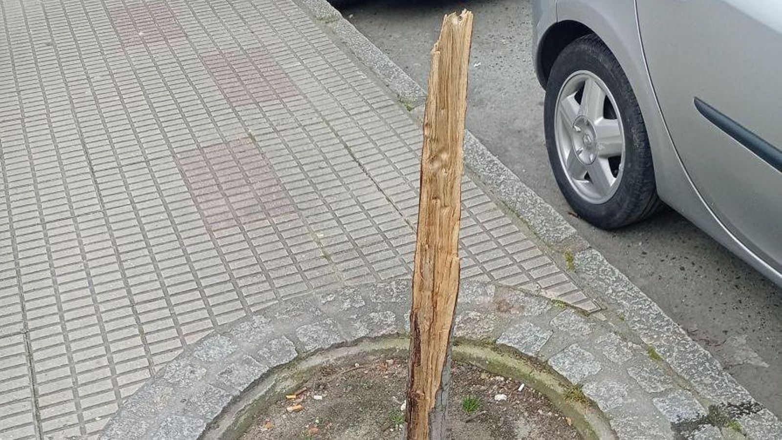 Árboles rotos y no repuestos en la calle Pena Trevinca.