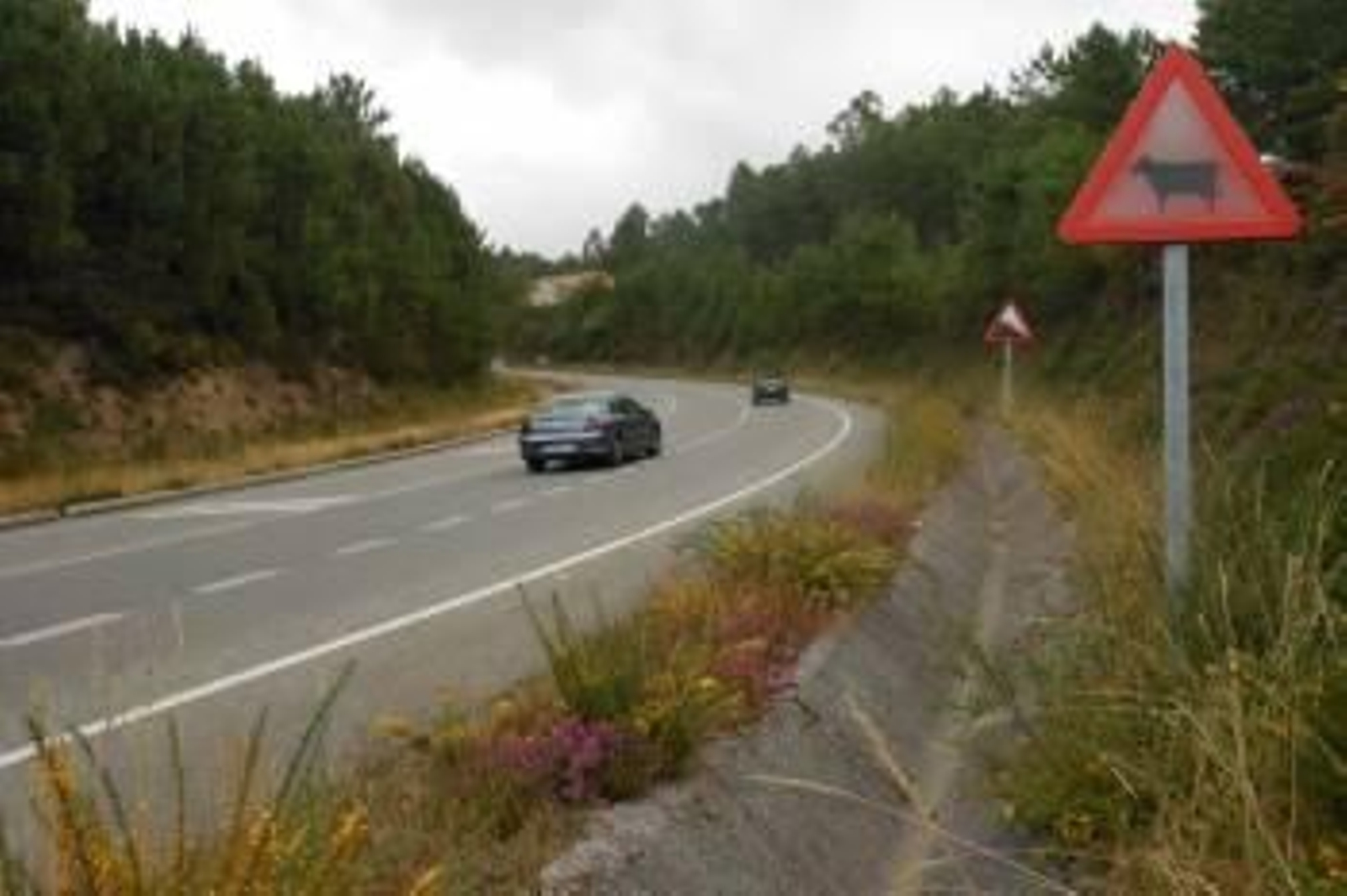 Las señales advierten del peligro de animales sueltos pero no impiden los accidentes de tráfico.