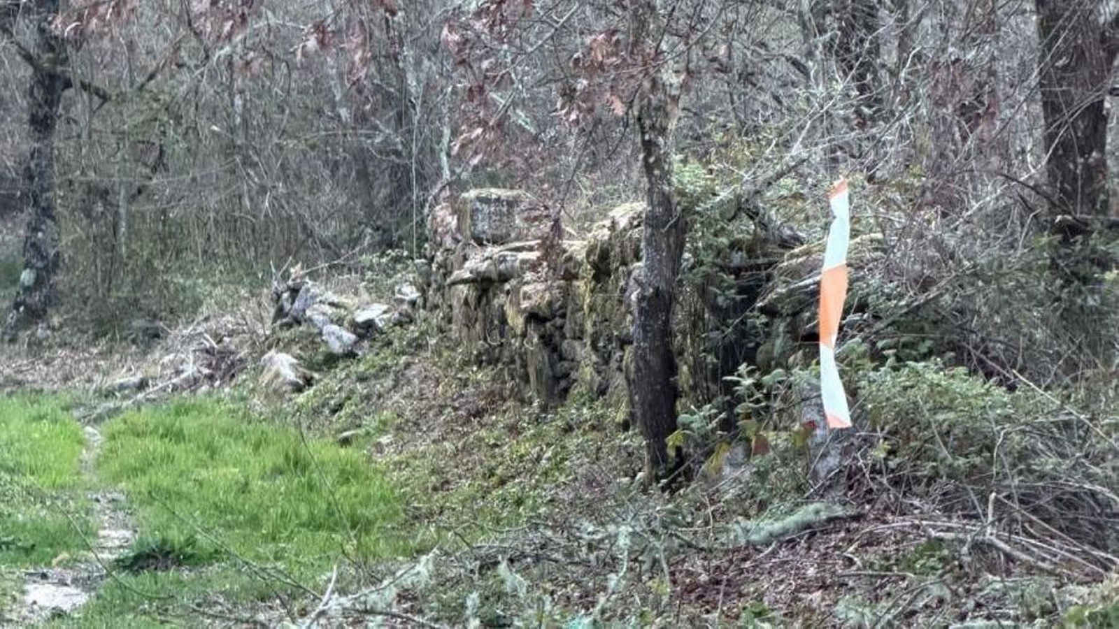 Cintas en el monte de Nogueira de Ramuín