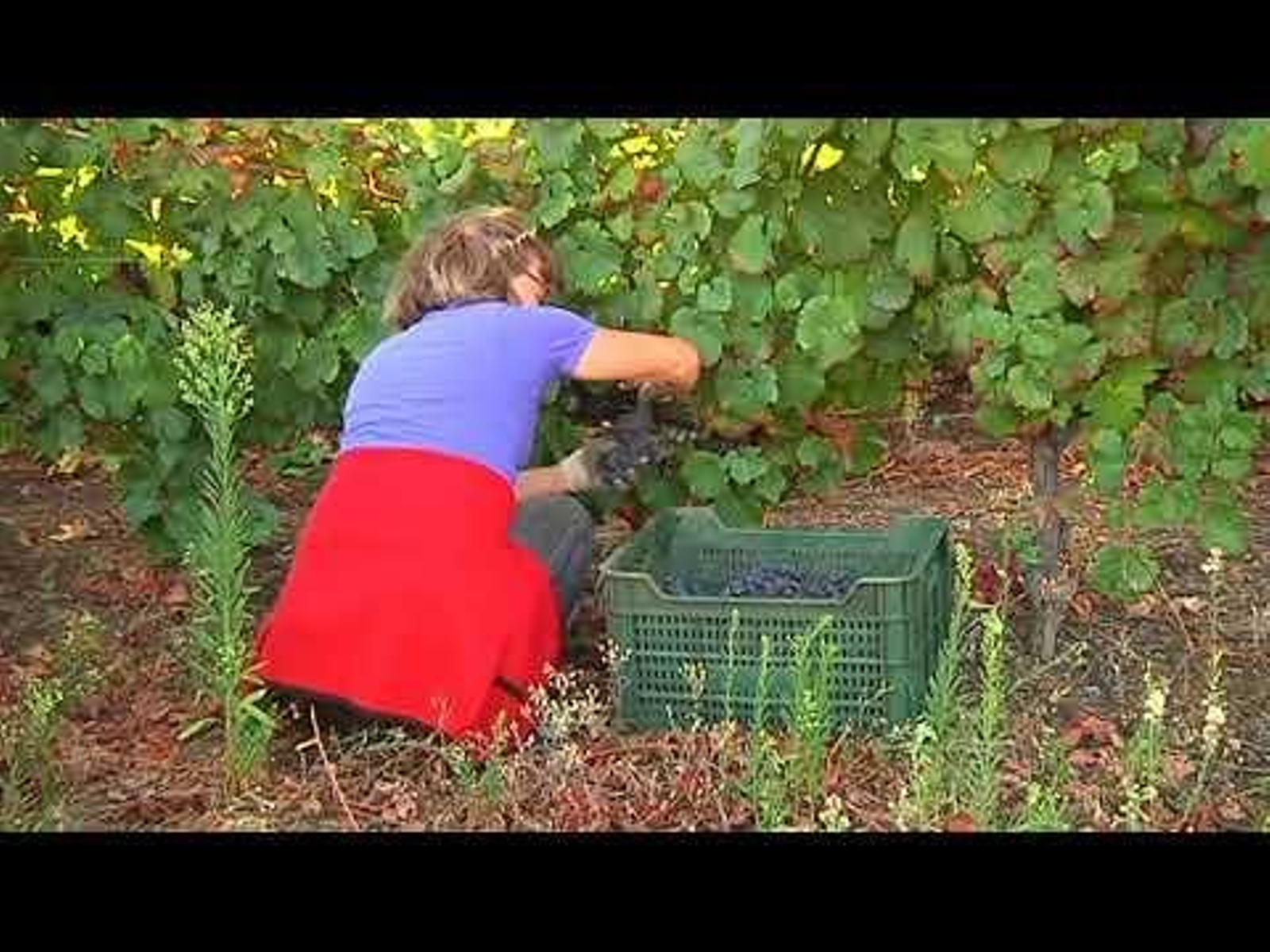 La Ribeira Sacra alcanza los 6 millones de kilos de uvas en la vendimia