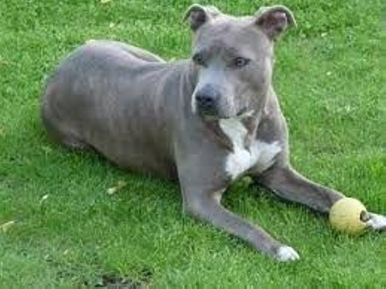 Un ejemplar de la raza potencialmente peligrosa American Staffordshire.