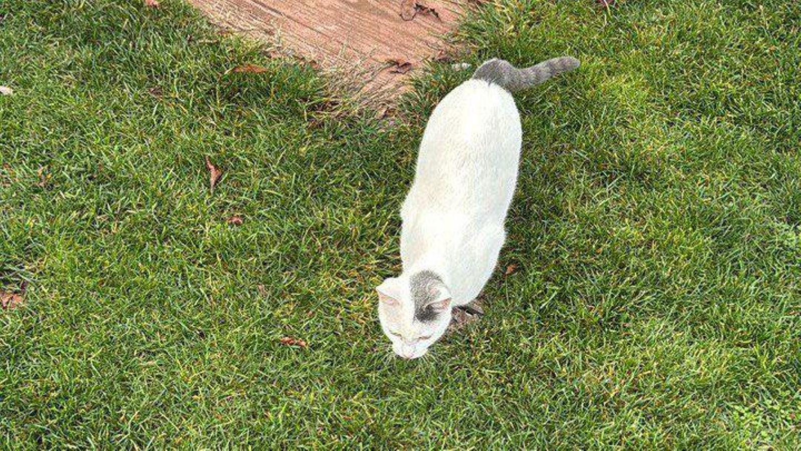Silva, en su casa de A Lonia