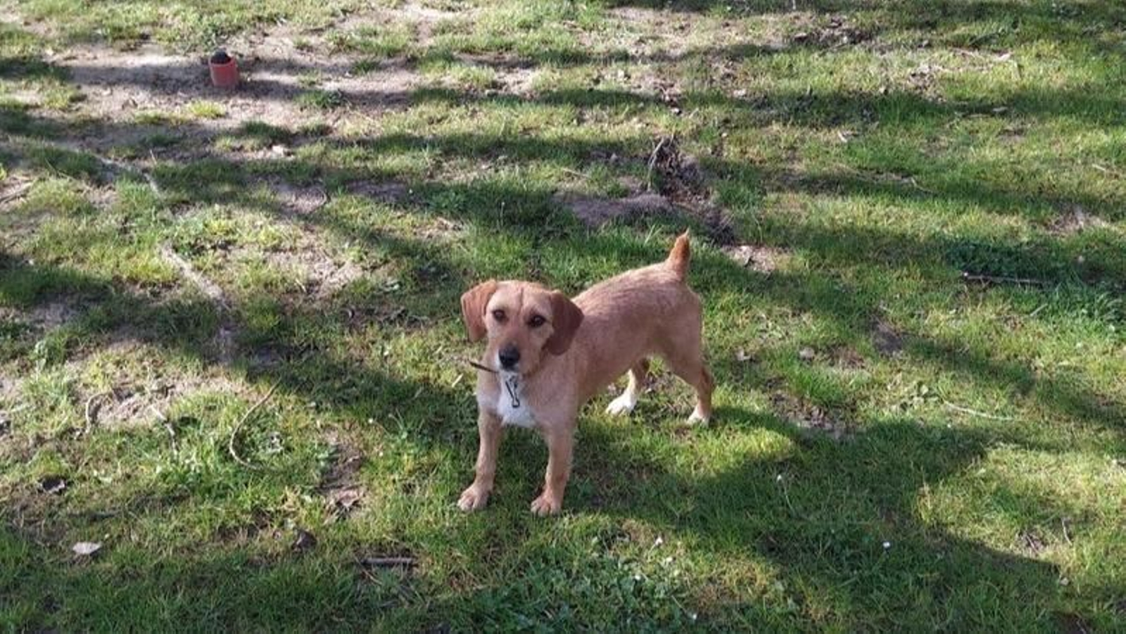 La perra que intenta atrapar Peludines Callejeros se dio un paseo por la orilla del Sil. (FOTO: J. C.)