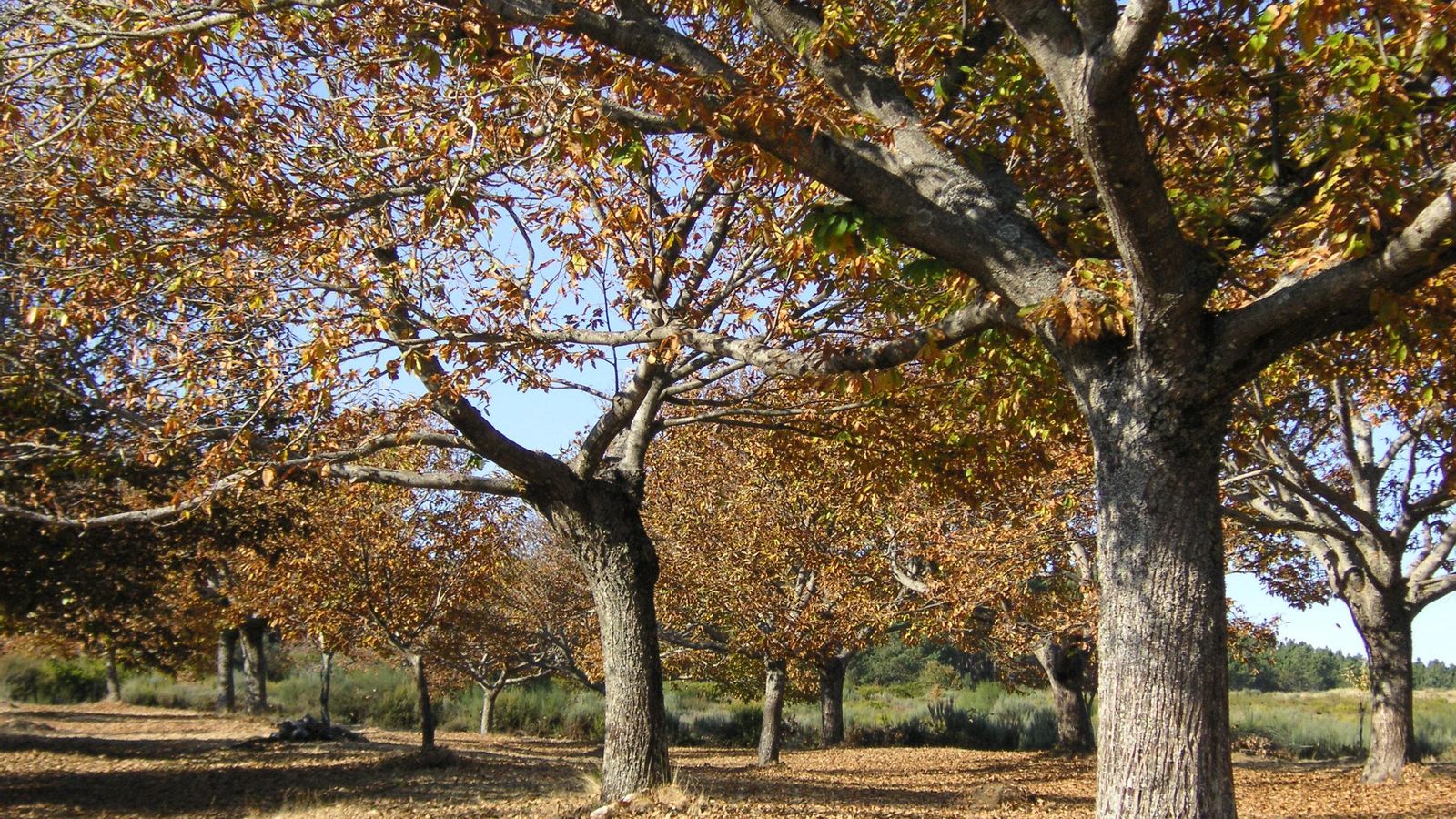 Souto en Esculqueira